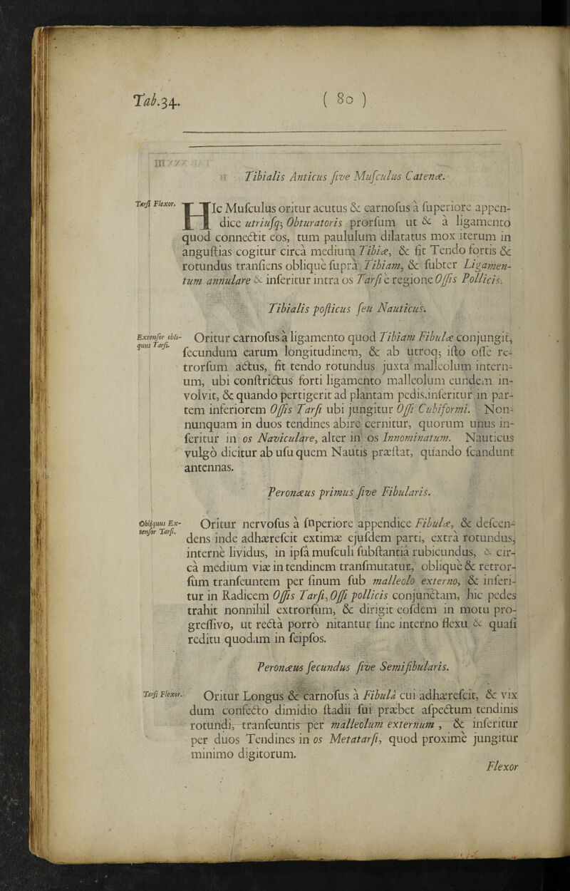 Bt / y M Tibialis Anticus five Mufcuhts Catenet. Turji Flexor. HIc Mufculus oritur acutus &: carnofus a fuperiorc appen¬ dice utriufqj Obturatoris prorfum ut & a ligamento quod conne(5tit eos, tum paululum dilatatus mox iterum in anguftias cogitur circa medium Tibidc^ 6c fit Tendo fortis & rotundus tranfiens oblique fupra 7//'/^z7/3 & fubter Ligamen¬ tum annulare ^ inferitur intra os Tarfe e regione 0/fis Tollicis. Tibialis poflicus [eu Nauticus. Extenfor obli¬ quus Tarfi. ■ Oritur carnofusa ligamento quod Tihiain Fibulae conjungit, fecundum earum longitudinem, & ab utroq^ ifto ofle rc- trorfum ad:us, fit tendo rotundus juxta malleolum intern¬ um, ubi confl:ri6t:us' forti ligamento malleolum eundem in¬ volvit, & quando pertigerit ad plantam pedisdnferitur in par¬ tem inferiorem Ojfis Tarfi ubi jungitur Offi Cubiformi. Non- nunquam in duos tendines abire cernitur, c|uorum unus in* ferituf in os Naviculare, alter hi os Innominatum. Nauticus vulgo dicitur ab ufuquem Nautis pra:ftat, quando fcandunt antennas. //■ Obliquus Ex¬ tenfor Tarji. Tarjl Flexor. Peronaeus frimus five Fibularis. ti, . Oritur nervofus a fnperiore appendice Fibulae, 6c defeen- dens inde adhterefeit extimse ejufdem parti, extra rotundus,* internHividus, in ipfamufculi fubftantia rubicundus, cir¬ ca medium vise in tendinem tranfmutatur, oblique &: retror- fum tranfeuntem per finum fub malleolo 'externo, 6c inferi¬ tur in Radicem Offis Tarfi^ Offi -pollicis conjundtam, hic pedes trahit nonnihil extrorfum, & dirigit eofdem in motu pro- greffivo, ut reda porro nitantur fine interno flexu Lc quafi reditu quodam in feipfos. Peronaeu6 fecundits five Semifibularis. Oritur Longus 6?carnofus a FibuU cui adhserefcit, & vix dum confedo dimidio fladii fui praebet afpedum tendinis rotundi, tranfeuntis per malleolum exiernum , 5c inferitur per duos Tendines in os Metatarfi, quod proxime jungitur minimo digitorum. Flexor