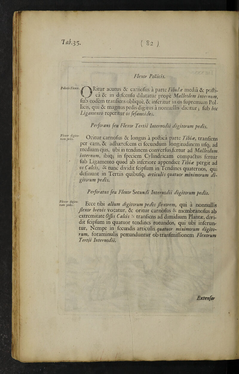 pollicis Flexor. Flexor digito- riun pedis. Flexor Pollicis. Ritur acutus 6c carnofus a parte Fibuldc media ^ pofti- _ ca in dcfcenfu dilatatur prope Malleolem hitermim^ fub eodem tranfiens oblique, Sc inferitur in os rupremum Pol¬ licis, qui <5c magnus pedis digitus a nonnullis dicitur, fub hoc Ligamento reperitur os fefamoides. Perforans [eu Flexor Tertii Internodii digitorum pedis. Oritur carnofus dc longus a poftica parte Tibiae, tranfiens per eam, & adhacrefcens ei fecundum longitudinem ufq^ ad medium ejus, ubi in tendinem converfus,fertur ad Malleolum, internum, ibiqj in fpeciem Cylindricam compadlus fertur fub Ligamento quod ab inferiore appendice Tibiae pergit ad os Calcis, oc tunc dividit feipfum in Tendines quaternos, qui delinunt in Tertus quibufq3 articulis quatuor minimorum dF gitorum pedis. Perforatus feu Flexor fecundi Internodii digitorum pedis. rim pedis.' Ecce tibi alium digitorum pedis flexorem, qui a nonnullis fiexor brevis vocatur, & oritur carnofus & membranofus ab extremitate Offis Calcis ^ tranliens ad dimidium Plantae, divi¬ dit feipfum in quatuor tendines rotundos, qui ubi inferum tur, Nempe in fecundis articulis minimorum digito^ ra»/, foraminulis pertunduntur ob tranfmillionem Flexorum Tertii Internodii. Extenfor I j- ■ .-'ir