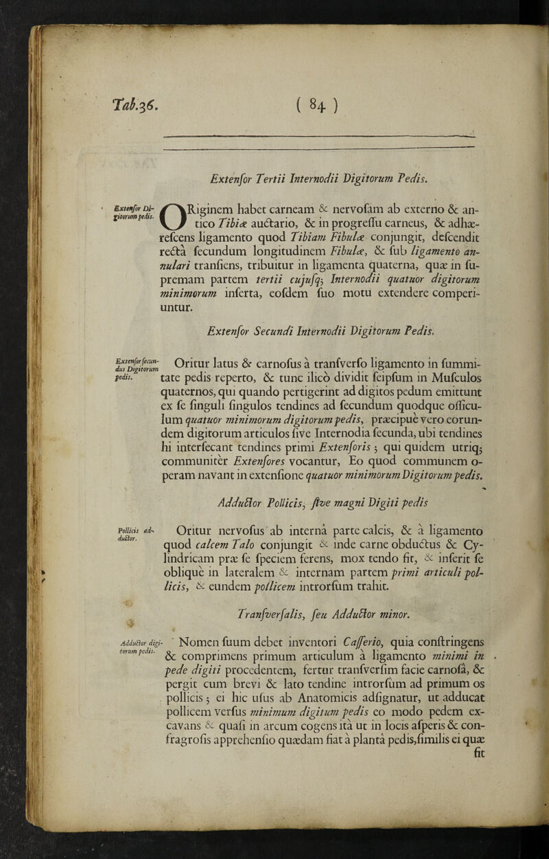 Extenfor Tertii Internodii Digitorum Tedis. Extenfor Di- pterum pedis. ORiginem habet carneam & nervofam ab externo & an¬ tico Tibi de audtario, & in progreffu carneus, & adh^- refcens ligamento quod Tibiam Fibulde conjungit, dcfcendit redta fecundum longitudinem Fibulae, 6c fub ligamento an¬ nulari tranfiens, tribuitur in ligamenta quaterna, quae in fu- premam partem tertii cujufqj Internodii quatuor digitorum minimorum inferta, eofdem fuo motu extendere comperi¬ untur. Extenfor Secundi Internodii Digitorum Pedis, C)ritur latus dc carnofus a tranfverfo ligamento in fummi- tedis. tate pedis reperto, tunc ilico dividit feipfum in Mufculos quaternos, qui quando pertigerint ad digitos pedum emittunt ex fe finguh fingulos tendines ad fecundum quodque officu- lum quatuor minimorum digitorum ^edis, praecipue Vero eorun¬ dem digitorum articulos (ive Internodia fecunda, ubi tendines hi interfecant tendines primi Extenforis 3 qui quidem utriq5 communiter Extenfores vocantur, Eo quod communem o- peram navant in extenfione quatuor minimorum Digitorum fedis. AdduUor Pollicis^ flve magni Digiti fedis Pollicis fid-, Oritur nervofus^ab interna parte calcis, a ligamento quod calcem Talo conjungit & inde carne obdudtus & Cy¬ lindricam pra^ fe fpeciem ferens, mox tendo fit, & inferit fe oblique in lateralem & internam partem pimi articuli pol¬ licis, & eundem pollicem mtrorfum trahit. Tranfverfalis, feu AdduSior minor. v' AddtiBor digi- ' Nomen fuum debet inventori Cafferio, quia conftringens torum pedis. o • ' 't''!' ^•*** ^ oc comprimens primum articulum a ligamento minimi in pede digiti procedentem, fertur tranfverfim facie carnofa, & pergit cum brevi & lato tendine introrfum ad primum os . pollicis 3 ei hic ufus ab Anatomicis adfignatur, ut adducat pollicem verfus minimum digitum pedis eo modo pedem ex¬ cavans & quafi in arcum cogens ita ut in locis afperis & con- Iragrofis apprehenfio quaedam fiat a planta pedis,fimilis ei qu^e