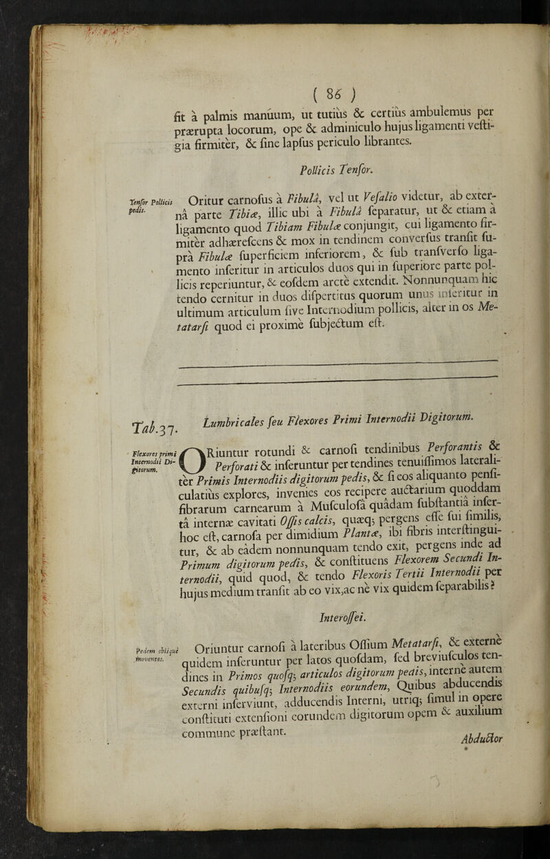 • V ( 85 ) fit a palmis manuum, ut tutius & certius anabulemus per prserupta locorum, ope 6c. adminiculo hujus ligamenti vefti» gia firmiter, 6c fine lapfus periculo librantes. Pollicis Tenfor. tenfor Pollicis Oritut camofus a PihuU. vcl ut Vefalio videtur, ab extcr- na parte Tihm, illic ubi a FibuU feparatur, ut & etiam a ligamento quod Tihiavt Fibulcz conjungit, cui ligamenm fir¬ miter adhserefcens mox in tendinem converfus tranfit fu- m2i FibuU fuperficiem inferiorem, & fub tranfverfo liga- ‘ mento inferitur in articulos duos qui in fuperiore parte pol¬ licis reperiuntur, & eofdem arcte extendit. Nonnunquam hic tendo cernitur in duos difpertitus quorum unus inlentur in ultimum articulum five Internodium pollicis, alter in os M?- tatarfi quod ei proxime fubjedtum eft. I ^ ^ Lumbricales feu Flexores Primi Internodii Digitorum. Ffe«™,;rmi/^Riuntur rotundi & carnofi tcndimhus Perforantis & \ } Perforati & inferuntur per tendines tenuiflimos laterah- ter Primis Internodiis digitorum gedis, & fi eos aliquanto penfi' culatius explores, invenies eos recipere aurarium quoddam fibrarum carnearum a Mufculofa quadam ful^antia in er- ta internse cavitati Offis calcis, quaeqj pergens efle fui limilis, hoc eft, carnofa per dimidium Planta, ibi fibris interftingui- tur, & ab eadem nonnunquam tendo exit, pergens in e a Primum digitorum pedis, 8c conftituens Flexorem Secundi In¬ ternodii, quid quod, & tendo Flexoris Terni Internodii vet hujus medium tranfit ab eo vix,ac ne vix quidem feparabilis. Interojfei. Mip! Oriuntur carnofi a lateribus Offium Metatarfi, & externe quijjetn inferuntur per latos quofdam, fed breviulculos ten- Jnes in Primos quofq-, articulos digitorum pectis, mterne autem Secundis quibufq] hternodiis eorundem. Quibus abducendis externi inferviunt, adducendis Interni, utriq; fimul in opere conftituti extenfioni eorundem digitorum opem & auxilium commune pr^ftant.