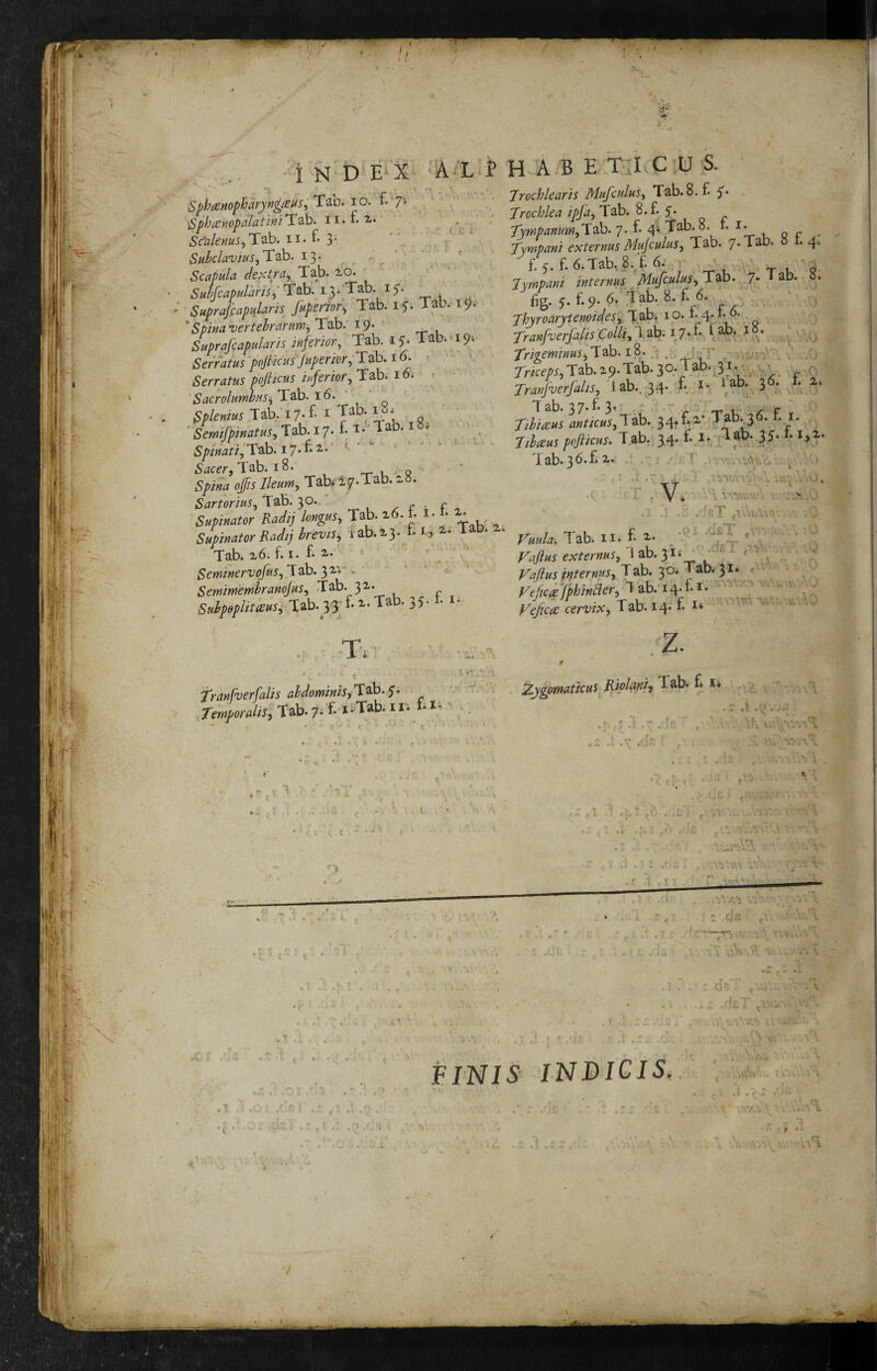 i N'D E'‘'X^ A-L i* ' \ 'T Sphmopharyngaus, Tab. lo. f.'7^ ^phi£nopalatmT^\^> ^ ,Vi Sc'alenus^'X2L0> n* f* 3- ‘V , : , Subclavius13* ^^ Scapula dext/a^ SubfcapularispTiih.iyTl^h.^S- Suprafcapujam fuperior-^ Tab. 17. Tab. 19. 'Spina vertebrarum, Tsb. 19. Suprafcapularis inferior, Tab. 17. Tab;-191 Ser'ratus'poJiicusJuperior, Tab. 16. < Serratus pojiicus inferior, lo- < 'Sacrolumbus^Tl2h. 16. ‘ Splenius Tab. 17- f- i Tab. 1«. ' y. ‘ Sefnifpinatus,T^>’t-7'‘ * • Spinati,'X'^‘^7‘^''^’ '■ .S^ic^r, Tab. 18. t- u 9 Spina offis Ileum, Tab. i7.Tab. ^8. Sartorius, Tab. 30.. _ ^ r - f - Supinator Radtj longus, Tab. 16.1. i. • * Supinator Radij brevis, lab.^3• 2.* Ub. z, Tab. z6i f. I. f* 2..' ^ Seminervofus, T ab. 3 z'. .. '■ ‘ Semimembranojus, Tab. 3Z. Subp0pntkus^<lf^.p ^’ 2.. Tab. 35-1- HABETaCUS. Trochlearis Mufculus, Tab.S.f. Trochlea ipja,^3b. 8.f. 5'* ^ Tympanum,!ob. 7. f- 4* u o f - Tympani externus Mufculus, Tab. 7. Tab. o i. 4. £5. f. 6.Tab, 8.^f. 6. r , t v. 9 Tympani internus Jdufculus,\.^> 7* * 0. fig. 5. f. 9. 6.‘ .T ab. 8. f. 6. ,, Thjroarytenoides,, Tab. 10. i* 4- ^ . Tranfverfalispolii,!yih. 17S tab. lO. Trigeminusy . '.ffl' / . rme7'E,Tab.z9.Tab.30;Tab. 31.-^ Tranfverjialis, 'iih.,f,^r^-, I* T ab. 3 7* ^ 3’ ” 1* .f 'r Tibiceus ^i»^/c«^,Tab., 34,£z* Ta ^3 . • i. Tibceus pofticus. Tab. 34. £.1- 3T Tab.36.£z. . / r ^ ^ - ^ 1 Tranfverfalis abdominiSf T^^-S- ' .. Temporalis, Tab- 7- f.-x-Tab. n. i-1'' . ■ ^ ‘ ^ ^ ■■.3 \ .. ‘ v» ^ ' / > •Q ■ 7 f V i '■ T V,'iVuVj:> I V '.i A . 'rT Vuula. Tabi Ili £ 2,. Vaflus externus,^i2b,ll<^^'‘-'^d- Vallus internus, Tab. 30. T ab.’31* ^ VefKi'fphwaer,ypo.-i^a.i. -■^.'7;^v40 Vejicre cervix, Tab. 14* £ . . .Z- rf IZygpmaticus^ Riplapiy Tab. £ ,(» A 9 . , '2 ,0 : T • it e ^ Ci t ‘ * j V ..i .f’. . .... .t' . . t' U . iv <’ - '* v t dn 06^ ’> I “ V I t,. . ^ t , .A , ' .ry.h ■ J .V A .  - T ilNlS INDICIS. r- 1 l':