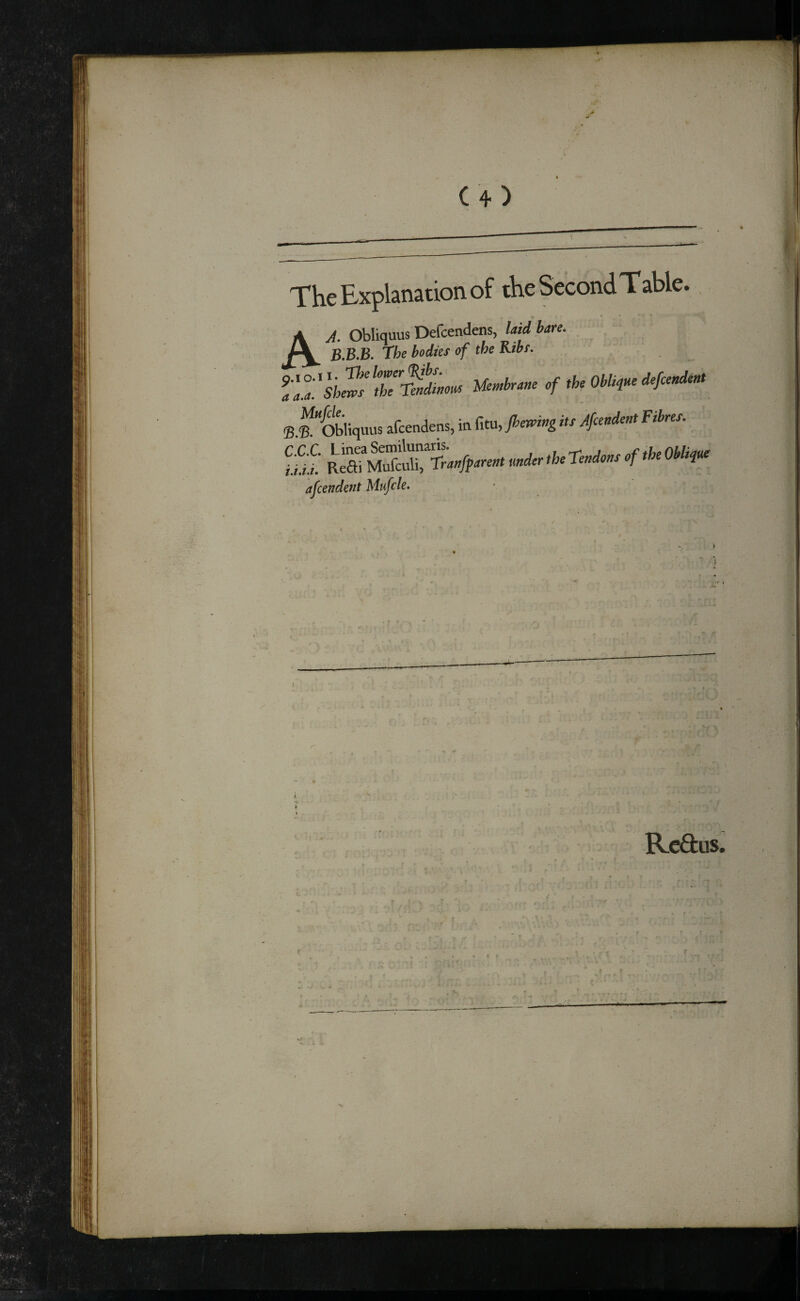 4k C4) The Explanation of the Second Table. A A. Obliquus Defcendens, laid hare. B.B.B. The bodies of the Kibs. Ir/lSrfLw Membrane of the Obli^ne defcendent S i^''obiiquus afcendens, in dtn, Jberring its Afeendent Fibres. • 5: ■ afeendent Mufcle. • : -4 Redus.