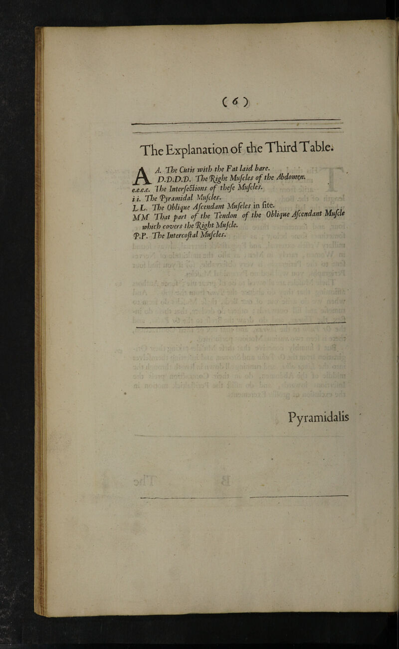 A A. Tie Cutis with the Fat laid hare. • , ' • * D.V.D.V. The^ghtMufclesof the Abdomen. e.e.e.e. J^he InterfeBions of thefe Mufcles. i i. The Tyramidal Mufcles. L L. The Oblique Afcendant Mufcles in fite. MM That part of the Tendon of the Oblique Afcendant Mufcle which covers the ^ght Mujde. (p.P. The Intercofial Mufcles.