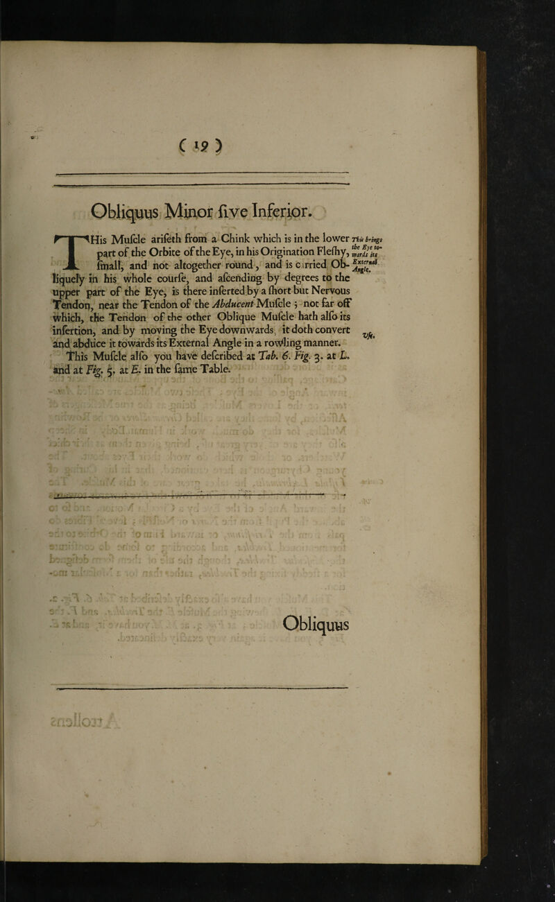 C } ObUqiuus Minoi: fiye Inferior. I THis Mufcle ariieth from a Chink which is m the lower Thu part pf the Orbite of the Eye, in his Origination Flefliy, fmali^ and^ hot altogether-round, and is c irried Ob- iiqucly in his whole courfe, and alcending- by “'degrees to the upper part of the Eye, is there inferted^by a fliort but Nervous Tendon, near the Tendon of the Abducent-^Au^tAQ , ^not far off which, the Tehdon of the other Oblique Muicle^ hath allb its infertion, and by moving the Eye downwards, it doth convert and' abduce it towards its External Angledn a toweling manner. This Mufcle aifo you hive defcribed at Tab, 6. Fig. 3. at and at 5. at £. in the fame Table. /r i » I. \ , j