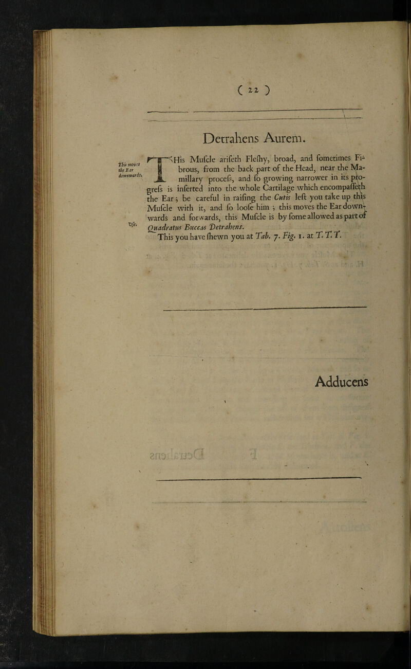 thi* mov;s the Ear dorenxoirds. Vfe. Detrahens Aurem. ^>His Mufcle arifeth Flefhy, broad, and fomctimes Fi¬ brous, from the back .part of the Head, near the Ma- _ miliary procef, and fb growing narrower in its pi^o- grefs is inferted into the whole Cartilage which encompaffetjh the Ear; be careful in railing the Cutis left you take up thus Mufcle with it, and fo loofe him ^ this moves the Ear downV wards and forwards, this Mufcle is by fome allowed as part of Quadratm BnccdS Detrahens. This you have Ihewn you at Tab, 7. Fig* i. at T. T* T. Adducens
