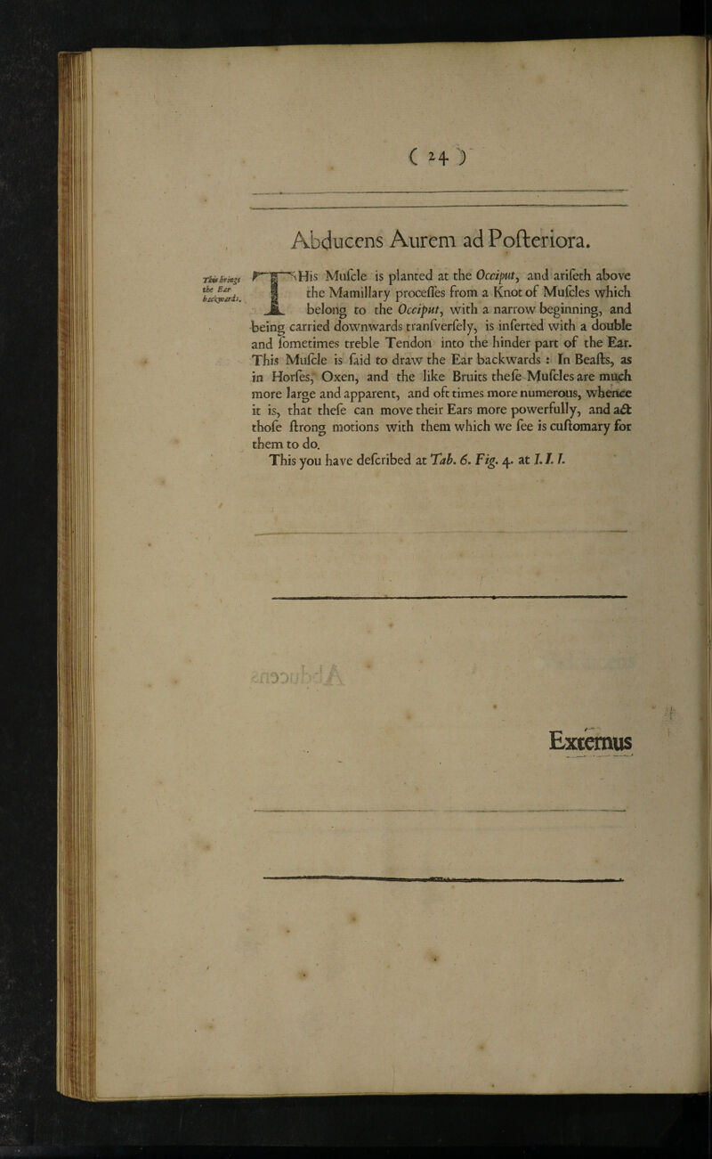 ( ) Abducens Aureni ad Pofteriora. Thitbriags the Eir bxfkpfjrd}. Mufcle is planted at the Occiput^ and arileth above I the Mamillary procefles from a Knot of Mulcles which A belong to the Occiput^ with a narrow beginning, and being carried downwards tranfverfely, is inferred with a doid)!e and lometimes treble Tendon into the hinder part of the Ear. This Mulcle is faid to draw the Ear backwards : In Beads, as in Horles, Oxen, and the like Bruits thefe^Mufcles are mudi more large and apparent, and oft times more numerous, wheii^ it is, that thefe can move their Ears more powerfully, and ad: thofe flrong motions with them which we fee is cuftomary for them to do. This you have delcribed at Tab. 6. Fig. 4. at I. L T. Extern^ \ I L