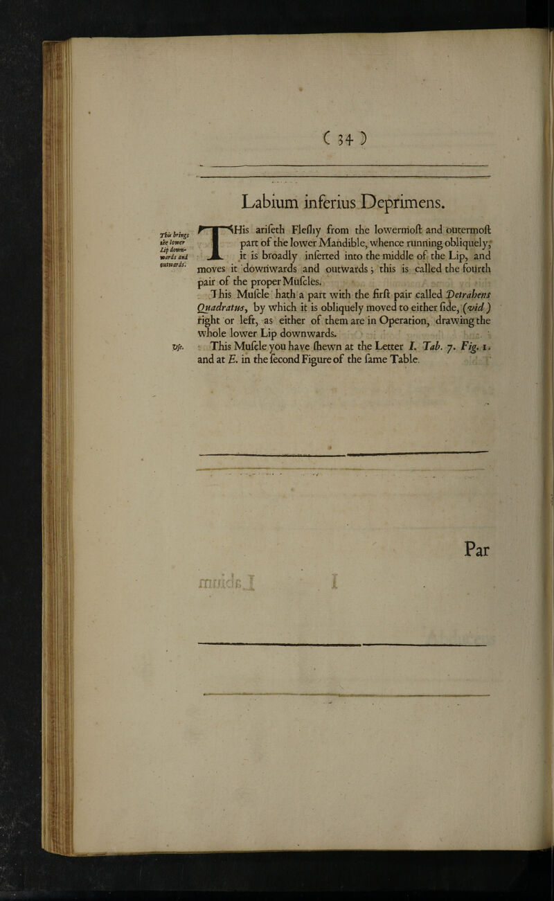 Labium inferius Deprimens. Thu brings arifcth Flefliy from the lowermoll and outermoft the lomr • , J part of thc lowct Mandible, whence running obliquely; wlfdJ7nd A .it is broadly inlerted into the middle of the Lip, and eutwards. dowiiwards and outwatds j this is called the fourth pair of the proper Mulcles^ This Mulcle' hath-a part with the firfl: pair called 'Detrahens Quadratusy by which it is obliquely moved to either fide, fight or left, as either of them are in Operation, drawing the whole lower Lip downwards. - We* - This Mulele you have (hewn at the Letter L Tab. 7. Fig, i * and at E. in the fecond Figure of the fame Table.