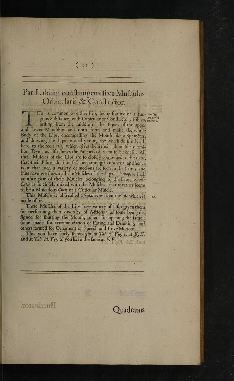 Par Labium coaftringens fi ve Mufculus Orbicularis & Conftriftor.  His is common to cither I. ip, being framed of a {u.n~ rheaps gous Subfiance, with Orbicular or Conftriaory Fibres,- arifing from the middle of the Bones of the upper and lower Mandible, and doth form and rriake the whole Body of the Lips, encompafllng the Mouth like a Sphincier* and drawing the Lips mutually to it, the which do firmly ad¬ here to the ted Cutis, which gives theni their admirable Vermi- Jion Dye ; as alfo fhews the Palenefs of them in Sicknefs j All thefe Mulcles of the Lips are fo clofcly conjoyned to the Cutis, that their Fibres do interfe.6t one amongft another j and hence js it that fuch ^ variety'of motions are feen in the Lips; and thus have yvq,fhewn all theMufcIes of the Lips/^ Fallopius hath - another pair “of thefe Mufcles belonging to'the Lip?, whole Cutis is fo dolely mixed with the Mufcles,: that it“rather feems to be a Miilculous Cutu ov a Cuticular Mulcle. This Mufcle is allb called Ofculatorim from the ufe which is 7,r, made or it. L „ . r * t r *, Thele Mulcles of the Lip's have vaficty of Ufes^givep thern for-performing thdf diverfity of Adions; as‘ lome bdngde- figned for Ihutting the Mouth, ^others for dpeiiing the rfame'^r fome made for accommodation of Eating and Drinking^ and, others formed for Ornament of vSpeech and Love Motions.^. „ This you have fairly‘^IheWn you at y. fik i . at-F and at lab, td. rm 2. you have the lame-at F.F. r^ . .icxPu-yoouS