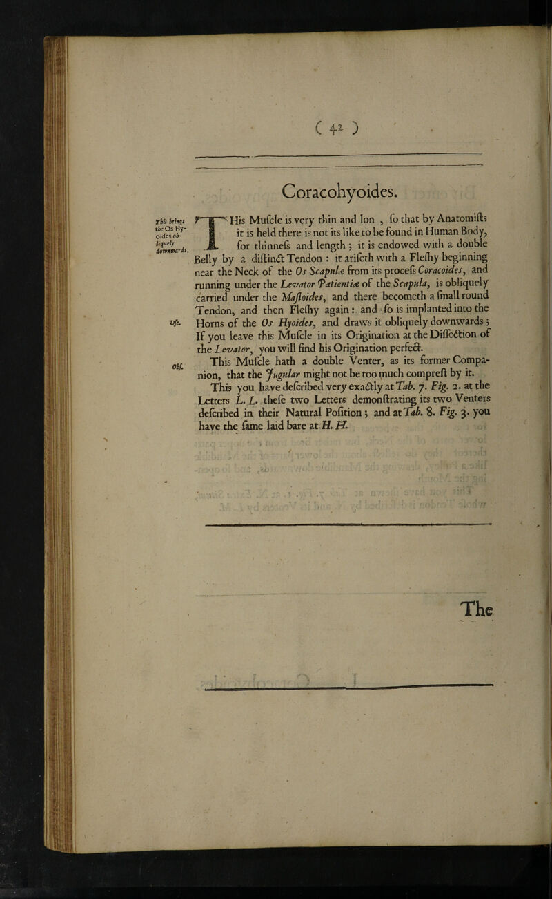 Obf. /• (4-0 Thu brings the Os Hy- oides ob- Ugutly dorontodrdt. His Mufclc is very thin and Ion , fo that by Anatomifls it is held there is not its like to be found in Human Body, for thinneis and length j it is endowed with a double Belly by a diftindt Tendon : it arifeth y^dth a Flelhy beginning near the Neck of the 0/ ScapnU from its procefs Coracoides^ and running under the Legator Tatienti<ie of the Scapula^ is obliquely carried under the Majioides^ and there becometh a fmall round Tendon, and then Flefliy again: , and ^To is implanted into the If you leave this Mufcle in its Origination at the Diffe6tion of the Levatory you will find his Origination perfe£l:. This Mufcle hath a double Venter, as its former Compa- nion, that the Jugular might not be too much compreft by it. This you have deferibed very exactly at 7. Fig, a. at the Letters L. L* thefe two Letters demonftrating its two Venters have the fame laid bare at,H. FL X.i The /
