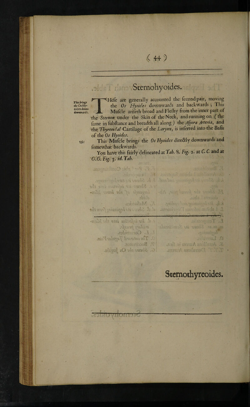 ft ^ ^ rteiriM. ^T^Hefe are generally accounted the fecondpair, moving I the Os Hyoidef downwards and backwards ; This -'JL. Mufcle ariieth broad and Flefhy from the inner part of the Sternon, under the Skin of the Neck, and running on (the fame in fubilance and breadth all along ) the Afy^a Jrteria^ and the 'Thyreoidal Cartilage of the Larynx^ is inlerted into the Balls o-f the Os Hyoides. vfei This Mulcle brings the Os Hyoides dire£i:ly downwards and fofnewhat backwards. You have this fairly delineated at 8. Fig» 2. at C. C and at G. *G, Fig. 3. id. Tab. , T c ( \ ■ A S\\ \ * A. v _ •> * t ,,A w i ^ -rtir '■x-. v\\ uoVai.' A X-1 : ■•V •■■ A •. .e \ * .A. > iOv / . '•tT t V \ .?;v: A \ uAi . lUJ. A- ;;0 'j'V,