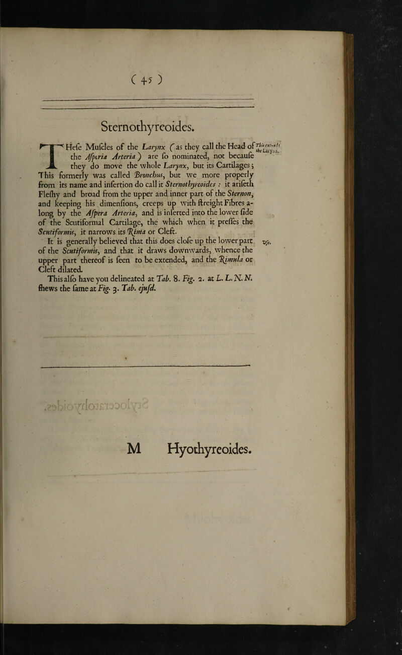 Sternothyreoides. THefe Ml the they d< He{e Muicies of the Larynx ( as they call the Head of the Afperia Arteria ) are fo nominated, not becaufe they do move the whole Larynx^ but its Cartilages; This formerly was called bronchus^ but we more properly from its name and infertion do call it Sternothyreoides': it arifeth Flefliy and broad from the uppCr and inner part of the Sternon^ and keeping his dimenfions, creeps up with ftreight Fibres a- long by the Afpera Arteria^ and is inferted into the lower fide of the Scutiformal Cartilage, the which when it prefles the ScHtiformiSy it narrows its ^nia or Cleft. It is generally believed that this does dole up the lower part of the ScHtiforniiSy and that it draws downwards, whence the upper part thereof is feen to be extended, and the '^mnla or Cleft dilated. Thisalfb have you delineated at Tab, 8. Fig, 2, at L. L. N. Ni / fliews the fame at Fig^ 3. TaL ejufd. M 1 f