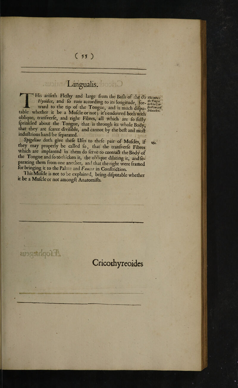 C 55 ) Lingualis. T' His arifeth Flefliy and Urge from the Balls of the Of Hyoides, and fo runs according to its longitude, for- ward to the tip of the Tongue, and is much difpu- flriHion ard table whether it be a Mufcleornot; it’s endowed both with oblique, tranfverfe, and right Fibres, all which are fo fully Iprinkled about the Tongue, that is through its whole Body, that they are fcarce divifible, and cannot by the beft and moft induftrious hand be (eparated. *• » Spigelim doth give thefe Ufes to thefe pair of Mufcles, if they may properly be called fo, that the tranfverfe Fibres which are implanted in them do lerve to contrad the Body of the Tongue and fo to thicken it, the oblique dilating it, andle- parating them from one another, and that the right were framed for bringing it to the Palate and fauces in Conftri6tion. This Mufcle is not to'be explained, being.difputable whether it be a Mufcle or not amongft Anatomifts. Cricothyreoidcs