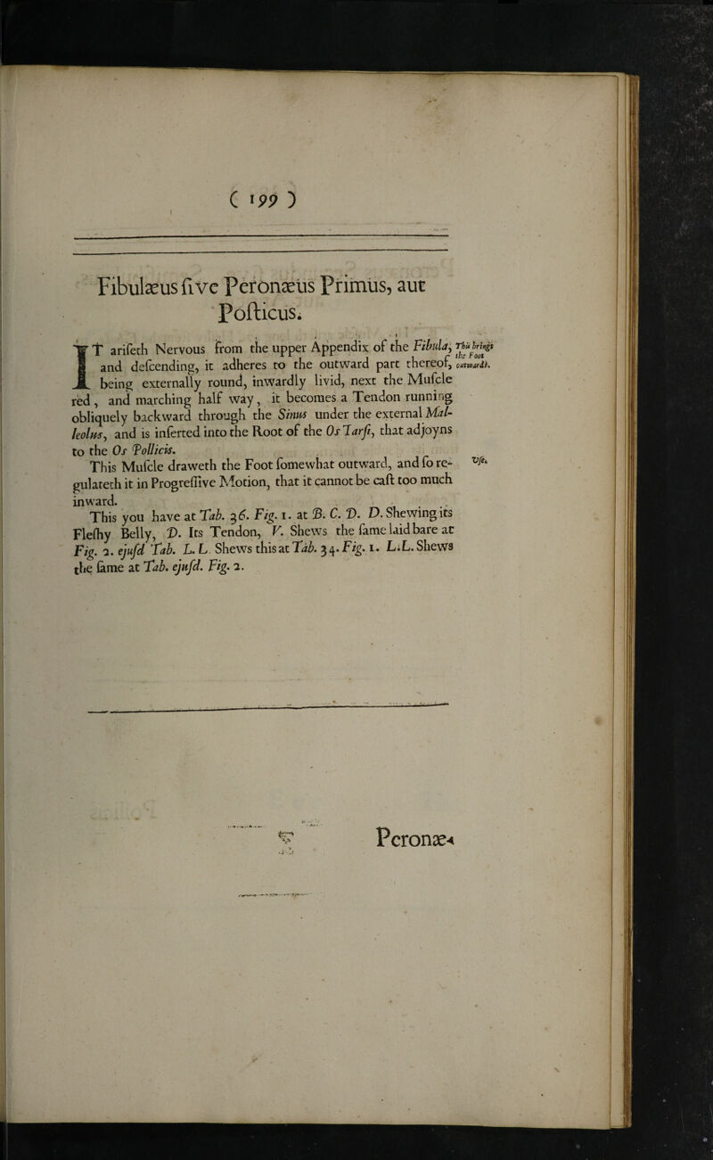FibulaeusfiVe Peronseus Primus, aut Pofticus. IT arifeth Nervous from the upper Appendix of the Fihula; and defcending, it adheres to the outward part thereof, outwnUk being externally round, inwardly livid, next the Mufcle red , and marching half way, it becomes a Tendon running obliquely backward through the Sinus under the external M//- holm^ and is inferred into the Root of the Oslarfi^ that adjoyns to the Os ToUicis. This Mufcle draweth the Foot fomewhat outward, and fo re» gulateth it in ProgrefTive Motion, that it cannot be caft too much inward. - This you have at Tab. ^6. Fig. i. at !S. C. D. D. Shewing its Flefliy Belly, V. Its Tendon, V. Shews the fame laid bare at Fig. '2. cjnfd Tab. L. L. Shews thisat Tab. ^^.Fig. i. L;L.Shews the fame at Tab. ejufd. Fig. 2. \ .. A Pcronae-*