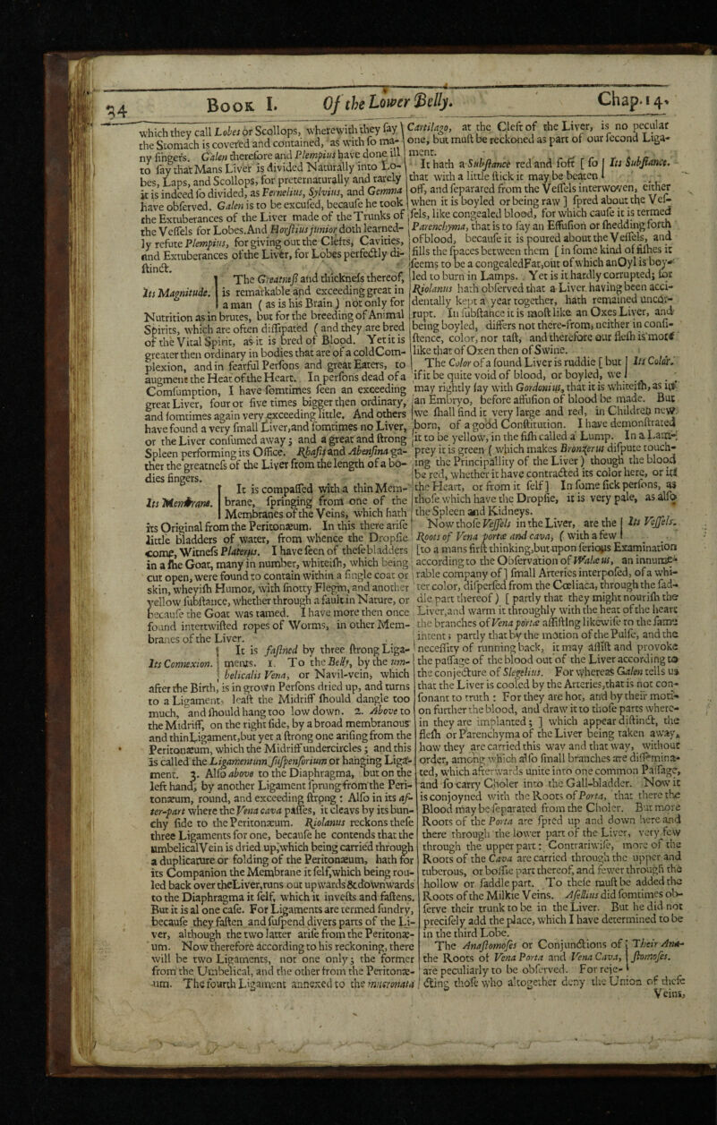 to to!ruve?ts''divi^^^^^ to- It hath =< *»*[/»“« '■e‘> and fofi [ fo I hi iuhfimci. bes Laos and Scollops, for precernamvjlly aad rarely diai; widi a litdc ftick it may be beaten _ it is’ indeed fo divided^as VemeHus, Sylvius;ztid Gemma off, and fepararcd from the Veffels interwoven CKher have obferved. Galen is to be excufed, becaufe he took when it is boyled or being raw ] fpred about the Vel- Che Extuberances of the Liver made of the Trunks of jfcls, like congealed blood, for^iich caufe it is termed the Veffels for Lobes. And Horfiius junior doth learned- Parenchyma, that is to fay an Effufioh or ihed^ng torth Iv refute for giving out the Clefts, Cavities, lofblood, becaufeit is poured about the Veffels, and find Extuberances of the Livtr, for Lobes perfedly di- | fills the fmees between them [ in fome kind of fiihes it ' leemstobeacongealedFatjOutofwhichanOylisbm'-' led to burn in Lamps. . Yet is it hardly corruptedj tor Piolanus hath obferved diat a-Liver, having been acci¬ dentally kept a year together, hath remained uncor- rupt. Ill fubftance it is raoft like an Oxes Liver, and being boyled, differs not thcre-from) neither in confi- ftence, color, nor taft, and therefore our fiefh is'mottf like that of Oxen then of Swine. The Color of a found Liver is ruddie [ but I l(s Coldr, if it be quite void of blood, or boyled, vve i ___/___7^.•*« ^f 1 The Greatnej? and thicknefs thereof, is remarkable and exceeding great in a man ( as is his Brain) not only for Nutrition as in brutes, but for the breeding of Animal Spirits, which are often diffipated ( and they are bred of the Vital Spirit, ai it is bred of Blood. Yet it is greater then ordinary in bodies that are of a coldCorn- plexion, and in fearful Perfons and great Eaters, to augment the Heat of the Heart. In perfons dead of a ,-)• Comfumption, I have fomtimes feen an exceeding may rightly fay \vithGor^/o«iw, that it is whitejth, as great Liver, four or five times bigger then ordinary, j an Embryo, before afiufion of blood be made, liuc and fomtimes again very exceeding little. And others [we foall find it very large and red, in Childreh new. have found a very fmall l!iivcr,and fomtimes no Liver, Born, of a gobd Conftitution. I have demonltratea or the Liver confumed away j and a great and ftrong it to be yellow, in the fifo called a Lump, in a Lam-. Spleen performing its Office, and Ahenfma ga- prey it is green { vylnch makes Bron^erus di pute touch- ther the greatnefs of the Liver from the length of a bo- ing the Principallity of the Liver). dies fingers. Its Meniihane. It iscompaffed with a thinMera-' brane, fpringing' from one of the be red, whether it have contradicd its color here, or hi the Heart, or from it felf] In fome fick perfons, a* thofe v/hich have the Dropfie, it is very pale, as alfo Membranes of the Veins, which hath the Spleen and Kidneys. _ , , ■» rrrrr' its Original from the Peritonaeum. In this there arife Now thofe Vejfels in the Liver, are the Its yejjels. little bladders of water, from whence the DwpCie' Hpots of Vena porta and cava, with pfew i . Ti__ ; IV/-, o mane rlTinVino I'liir.nnnn ipriniiQ 1 com^, Witnefs Platerfis. I have feen of thefebladders in a fhe Goat, many in number, whiteifo, which being [to a mans firft thinking,but-upon feriops Examination according to the Obforvation of Wala us, an innurac* in aine vyoat, many m uumuci, .... -■ ■ y 7; cut open, were found to contain within a fingle coat or i ruble company of ] fmall Arteries interpoled, ol a vyhi- skin wheyifh Humor, with fnotty Flegin, and another ' ter color, difperfed from the Coeliaca, through the fad- yellow fubftance, whether through a fault in Nature, or die part thereof) [ partly that they might nourifh the becaufe the Goat was tamed. I have more then once , Liver,and warm it throughly with the heat of the heart found intertwifted ropes of Worms, in other Mem- . thebranchcsofEen-jpoVzaiaffiftlnglikewiferothejame « t T - . I • t-xot-rlT7 rl-ior tVi/» r^rinn Pnlil’- fjnn rhf* branes of the Liver. I It is fajlned by three ftrong Liga- ltsConmxion. \ meivs. i. To theSe^y, bychezzyi- ) heUcalis Vena, or Navil-vein, which after the Birth,' is in grown Perfons dried up, and turns to a Ligament, leaft the Midriff fhould dangle too much, and fhould hang too low down. 2. Above lo the Midriff, on the right fide, by a broad membranous: and thinLigament,but yet a ftrong one arifing from the Peritonaeum, which the Midriff undercircles; and this is called the Ligamentiim fufpenforium or hanging Liga¬ ment. 5. Alfo above to the Diaphragma, out on the left hand, by another Ligament fprungfrom the Peri¬ tonaeum, round, and exceeding ftrpng ; Alfo in its af- ter~part where the Vena cava paffes, it clcavs by its bun¬ chy fide to the Peritonaeum. I^iolanus reckons thefe three Ligaments for one, becaufe he contends that the MmbelicalVein is dried upiwhich being carried through a duplicature or folding of the Peritonaeum, hath for its Companion the Membrane it felf,which being rou- led back over tfieLiver,runs out upwards&dowhwards to the Diaphragma it felf, W'hich it invefts and fattens. But it is al one cafe. For Ligaments are termed fundry, becaufe they fatten and fufpend divers parts of the Li¬ ver, although the two latter arife from the Peritonae¬ um. Now therefore according to his reckoning, there will be two Ligaments, not one only; the former from the UmbeTicnl, and the other from the Peritonae- -um. The fourth Ligament annexed to miisrorsata intent; partly that by the motion of thePulfe, and the neceffity of running back, it may alffft and provoke the paffage of the blood out'of the Liver according to the conjecture of Slegelius. For whereaS Galen tells uj that the Liver is cooled by the Arteries,that is not con- fonant to truth : For they are hot, and by their moti¬ on further the blood, and draw it to thofe parts where¬ in they are implanted; ] which appear diftinCt, the fielli or Parenchyma of the Liver being taken away* how they are carried this way and that way, without order, among tvhich alfo fmall branches ate dilfemina- ted, which afterwards unite into one common Paffage, and fo carry Choler into the Gall-bladder. Nowit isconjoyned with the Roots of that there the Blood rnay be feparated from the Choler, But more Roots of the Po)/<z are fpred up and down here and there through the lower part of the Liver, very few through the upper part: Contrarivvife, move of the Roots of theC^z’^ are carried through the upper and tuberous, or boffie part thereof, and fewer through the hollow or faddle part. To thefe muftbe added the Roots of the Milkie V eins. AfiBius did fomtimes ob- ferve their trunk to be in the Liver. But he did not precifely add the place, which I have determined to be in the third Lobe. The Anajlomofes or Conjunctions o^VTheir An^ the Roots of Vena Porta and Vena Cava, | jhmofes. are peculiarly to be obferved. For reje- | thofe who altogether deny the Union of riicfe Veins, Cling
