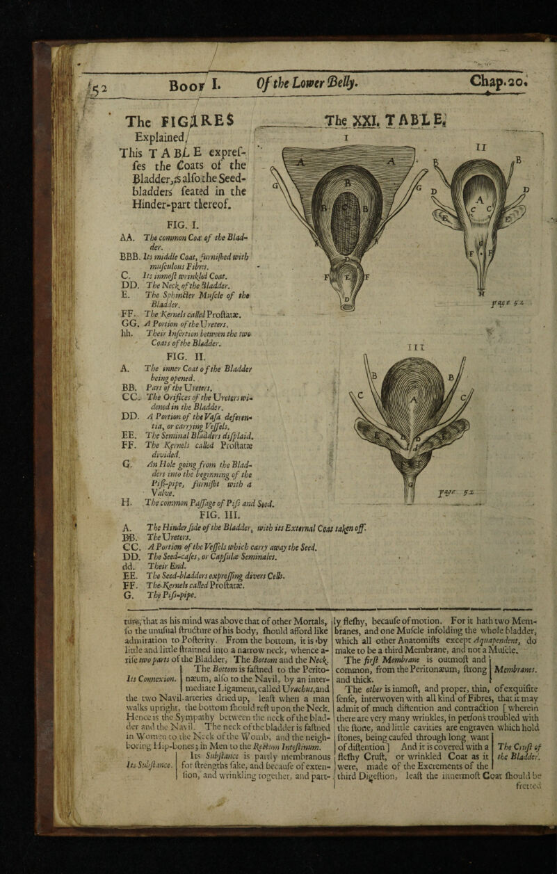 Boor !• Of the Lower BeUy. Chap>20< The FIG/IRES Explained/ This T A b4 E expref- fes the Coats of the Bladder,^s alfo the Seed- bladders feated in the Hinder-part tkreof. FIG. I. AA. The common Coa'. of the Bind” der. BBB. Its middle Coat^ fumijhed with mujculous Fibr.s. C. Its inmojl wrinkltd Coat. DD, The Necl^ of the bladder. E. The Sphiniier Mufcle of the Bladder. * FF.. The Kernels called Proftatae. GG, A Portion ofthe\Jreters. hh. Their Infirtion between the two ' Coats of the Bladder. FIG. II. A. The inner Coat of the Bladder being opened. BB. Part of the Ureters. C C, The Orifices of the Ureters wi¬ dened in the Bladder. DD. A Portion of the Vafa defertn- tiay or carrying Vejfels. EE. The Seminal Bladders difplaid. FF. The Ksrnels called Proftatae divided. G. An Hole going from the Blad¬ ders into the beginning of the Pifi-pipe, furnijht with a Valve. H. The common Pdjfage of Pifs and Ssed. FIG. III. A. The Hinder fide of the Bladder ^ with its External Cut taj^n off, BB. TheUreters. C C. A Portion of the Veffels which carry away the Seed. DD. The Seed-cafes y or Capfuls Seminales. dd. Their End. EE. The Seed-bladders expreffing divers Cells. FF. The-Kyernels called Prottatae. G. ThePifs-pipe. The XXI. TABLE,’ «■- III nip©; that as his mind was above that of other Mortals, fo the unufual ftrudure ofhis body, fhould afford like admiration toPofterity . From the bottom, itis»by little and little ftraitned injo a narrow neck, whence a- rife two parts of the Bladder, The Bottom and the F}ecl{. I The Bottom is faftned to the Perito¬ naeum, alfo to the Navil, by an inter¬ mediate Ligament, called UrachuSyUnd the two Navil-arteries dried up, leaft when a man walks upright, the bottom Ihould reft upon the Neck. Hence is the Sympathy between the neck of the blad¬ der and the Navil. ^ The neck of the bladder is faftned i n Women to the Neck of the Womb, and the neigh¬ boring Hip-bones j in Men to the fieBum Intejlinum. Its Subjlance is partly membranous Its Snhfimce. for ftrengths fake, and becaufe of exten- lion, and wrinkling togethet;, and part¬ ly flefhy, becaufe of motion. For it hath two Mem¬ branes, and one Mufcle infolding the whole bladder, which all other Anatomifts except Aquapendent, do make to be a third Membrane, and not a Muicle. ' The firji Membrane is outmoft and I common, from the Peritonaeum, fttong Membranes. and thick. 1 The other is inmoft, and proper, thin, ofexquifite fenfe, interwoven wdth all kind of Fibres, that it may admit of much diftention and contraction [ wherein I there are very many wrinkles, in perfon's troubled with the ftone, and little cavities are engraven which hold ftones, being caufed through long want ‘ of diftention ] And it is covered with a fleftiy Cpft, or wrinkled Coat as it were, made of the Excrements of the third Dijjeftion, leaft the innermoft Coat Ihould fretted The Criifi of the Bladder. V-'N-