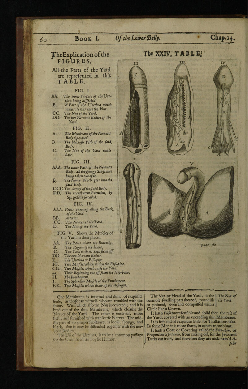 6o Book I. Of the Lower ^tU). • Chap.34.. , IIP , I ■! yheExplication of the FIGURES. All the Parts of the Yard are reprefented in this TABLE. FIG. I AA. The innQY Surface of theXJre^ thra being differed. B. ^ Part of the Urethra which makes its way into the Nut. CC. The Nut of the Yard. DD. The two Nervous Bodies of the Yard. FIG. II. A. The Membrane ofth t Nervofts Body feparated. B. The blackifh Pith of the Jaid^ Body. C. The Nut of the Yard made bare. Tbe^OCIV. TABJLE.’ FIG. III. I AAA. The inner Part of the Nervous ^ Body, all thefpongy Subjlance being taken out of it. The Nerve which goes into the faid Body. C C C .T he Artery of thefaid Body. DD. The tranfparent Partition, by Spi gelius fo called. ■ FIG. IV. j AAA. Veins running along the Back. ’ ' of the Yard. \\; BB. Arteries. CC. The Nerves of tic Yard. f. D. The Nut of the Yard. :. FIG. V. Shews ihc Mufcles of the Yard in their places. A A. The Parts about the Buttocks. B. The Begion of the Share. C. The Yard with its Skjnfiead off DD. The two N.rvoiis Bodies. E. The Urethra or Pif-pipe. FF. Two Mufcles which widen the Pif-pipe. CG. Two Mujcles which raije the Yard. aa. Their Beginning cut off from the Hip-bone. FI. The Fundament. l. The Sphitibler Mufcle of the Fundament. KK, Ttpo Mufcles which draw up the Arfe-gut. ypjzffe.. ..tfo — « One Membrane is internal and thin, ofexguifite fenfe, as thoje can witnefs who are troubled with the ftonc. With which alfo the Nut is covered; and it is bred out of the thin Membrane, which cloaths the Nerves of tire Yard. The other is external, more Hcfliy and furniihed with tranfverfe Nerves. The mid¬ dle part of its proper fubftance, isloofe, fpongy, and black, that it may be diftended together with the ner¬ vous Bodies. The Ufc of the Urethra, is to be a common pafTage for the Urin, Seed, an.l oylic Humor. TheN«/ or Head of the Yard, is the The Nut of outmoft fwclling part thereof, roundifh the Yard. or pointed, even and compalTed with a Circle like a Crown. It hath F/<ry2» more fenfible and folidthen the reft of the Yard, covered with an exceeding thin Membrane. It is fofi: and of exquifite fenfe, for Titillatious fake. In fome Men it is more fharp, in others more blunt. It hath a Coat or Covering called the Fwf-;]!;**, or Frreputium aputando, from cutting off, for the Jews and Turks cut irotf, and therefore they are nick-nam’d fellre