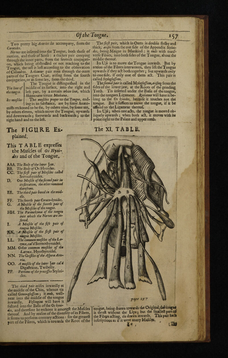 Of the Tongue^ The line of the tongue. Its mufcles Two pretty big Arteries do accompany, from the Carotides. Nerwj are inferred into the Tongue, both thofe of motion, and thofe of Senfe : a thicker pair creeping through the inner parts, from the feventh conjugati- , on, which being obftrufted or nor reaching to the I Tongue, the taft is loft according to the obfervation | oi Columbus. A thinner pair runs through the outer ! parts of the Tongues Co^t, arifing from the fourth conjugation, or as fome fay, from the third. ° The Tongue is diftinguiflied in the middle of its lurface, into the right and left part, by a certain white linCy which Hippocrates terms Mediana^ The mufcles proper to the Ton^e, end¬ ing in its fubftance, arc by fome Anato- mifts reckoned to be fix, by others nine, by fome ten, by others eleven, which move the Tongue, upwards and downwards; forewards and backwards j to the right hand and to the left. The FIGURE Ex¬ plained. This TABLE exprelTes the Mufcles of Os des and of the Tongue.. AAA. The Body of the lower ftw.' BB. The Body ^Os Hyoides. CC. The fir ft pair ofJAuJcles called . Sternohyoides. D. One Mufcle of thefecond pair in its fituationy the other removed therefrom. EE. The third pair bored in themid^ die. FF. The fourth patrCoraco-hyoides. G. A Mufcle of the fourth pair of the Mufcles of the tongue. HH. The Parenchyma of the tongue into which the Nerves are in^ firted. J. A Mufcle of the fift pair of tongue Mufcles. KK. a Mufcle of the firft pair of umgue Mufcles. LL. The common mufcles of the 1-4- rynxy cal'd Sternothyroidei. MM. Other common mufcles of the Larynx, Hyothyroidei. NN. The Griftles of the Afpera Arte-* rid. OO. A mufcle of the lower ]4a> cald Digaftricus, Twibelly. PP. Portions of the procejfus Styloi- des. Tht firft pairy which in Oxen is double flelhyand thick, anfes from the out fide of the Appendix Styloi-> des, being Maigre in Mankind : it ends with tranf’ verfe Fibres, into both fides of the Tongue, about the middle thereof. Its \Jfe is to move the Tongue inwards. But by reafon of the Fibres interwoven, they lift the Tongue upwards if they ad: both together ; but upwards only to one fide, if only one; of them ad:. This pair is called Stylogloffum. The fecond pair is called lAyloftoffumyarifing from the fides of the lower jaw, at the Roots of the grinding Teeth. Tis inferred under the Bafis of thetonguci into the tongues Ligament. Biolanus will have it be¬ long to the Os hyoidesy becaufe it touches not the tongue. ButitfulEcestomove the tongue, if it be atexed to the Ligament thereof. Its \Jfe; when one ad:s, the tongue is moved ob-- liquely upwards; when both ad, it moves with its point right to the Palate and upper teeth. The XI. TABLE. The third pair arifes inwardly at the middle of the Chin, whence tis called Geneo-gloffum ; it endsy well- near into the middle of the tongue inwardly. Veftingius will have it faftned into the Bafis of the ,, n desy and therefore he reckons it amongft the Muicles thereof. And by reafon of the diverfity of its Fibres, it feems to perform contrary adions • for the greateft part of the Fibres, which is towards the Root of the 1x)ngue, being drawn towards the OngiflaI,thi is thruft witnout the Lips; but the imalleltparcw the Fibres ading, cis drawn inwards. Thispair hacil inferiptions as if it were many M\4ffl$5. > Llli