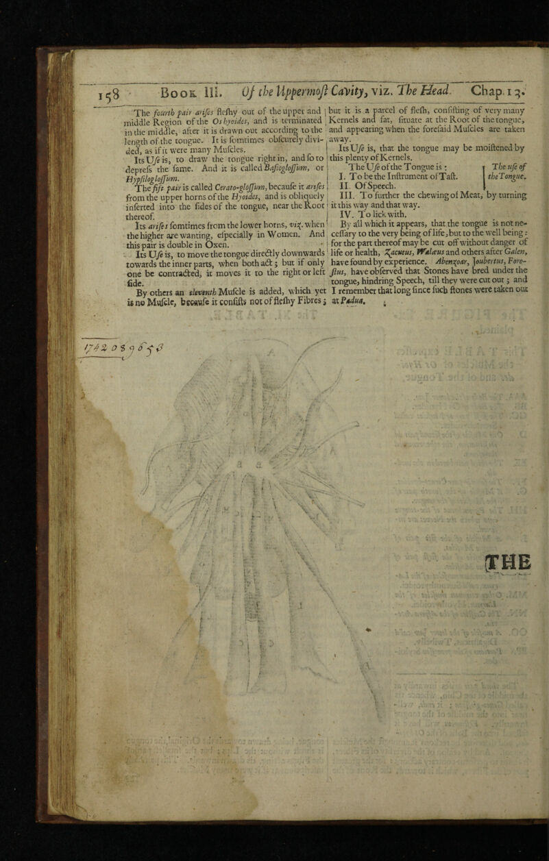 ' The fourth f air (irifes flefhy out of theuppev and | but it is a parcel of fiefh, confifting of very many middle Reeion of the Os hyaides, and is terminated ; Kernels and far, fituatc at the Root of the tongue, in the middle, after it is drawn out according to the'and appearing when the forefaid Mufcles are taken length of the tongue. It is fomtimes obfeurely divi- , away. ded, as if it were many Mufcles. j ItsU/e is, that the tongue may be moiftened by ItsUj^is, to draw the tongue right in, and fo to j this plenty of Kernels. - - - « ’ - • u- 1V. 1 nr _ - .1 -_ Thcufeof theTongiie. deprefs the fame. And it is called or! The U/e of the Tongue is: Bypftlog lojfum. j I. To be the Inftrumcnt of Taft. The fife fair is called Cerato-gloJJum, becaufe it artfes j II. Of Speech, from the upper horns of the Uyotdes, and is obliquely j III. To further the chewing of Meat, by turning inferred into the Tides of the tongue, near the Root i it this way and that way. A ^ A % r I li« 1 thereof. IV. To lick with. ICiCOI* ^ vf Its arifes fomtimes from the lower horns, vis{^. when By all which it appears, that the tongue is not ne- the higher are wanting, efpecially in Women. And, ceffary to the very being of life, but to the well being : this pair is double in Oxen. ' ? for the part thereof may be cut off without danger of Its \Jfi is, to move the tongue direcftly downwards' life or health, X^aemus, WaUus and others after Galen, towards the inner parts, when both ad; but if only have found by experience. Aben^oar,]oubertus,F9r^ one be contraded, it moves it to the right or left’yZwr, haveobferved that Stones have bred under the tongue, hindring Speech, till they were cut out; and By others an eJenenth Mufcle is added, which yet I remember that long fincefucb ftoncs were taken out is no Mvicle, becawfe it confifts not of flelhy Fibres; at j, i: ! ■V