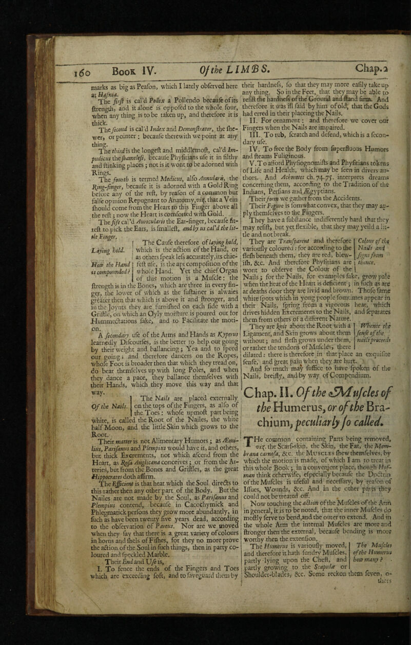 marks as big as Peafon, which I lately obferved here at Bafnia. The firjl is c^tVaPolkx a Pollendo becauleofits ftrengthj and it alone is oppol'ed to the whole four, when any thing is to be taken up, and therefore it is thick. Theficond is cal’d Index and Demonjlrator, the me- wer, or pointer : becaule therewith we point at any thing. The third is the longeft and middlemoft, cal'’d Jw- fudkiis the jhamelefs, becaufe Phyfitians ufe it in filthy and ftinkine places; not is it wont to be adorned with Rings. The fourth is ternaed Medicus, alfo AnnularK, the I{mg-finger, becaufe it is adorned with a Gold Ring before any of the reft, by reafon of a common but falfe opinion Repugnant to Anatomy,that a Vein fliould come from the Heart to this Finger above all the reft; now the Heart is comforted with Gold. The fift cal’d Auricular is the Eat-finger, becaufe fit- teft to pick the Ears, isfmalleft, andby us caPd the lit~ tiefmger. [ The Caufe therefore of laying hold, Laying hold, j which is theaeftion of the Hand, or I as others fpeak lefs accurately,its chie- 'Hot'd the Hand J feft ufe, is the apt compofition of the is compounded?\ whole Hand. Yet the chief Organ ] of this motion is a Mufclc: the ftrength is in the Bones, which are three in every fin- gejr, the lower of which as the fuftainer is alwaies greater then that which is above it and ftronger, and in the Joynts they are furnifhed on each fide with a Griftle, on which an Oyly moifture is poured out for J-Iummecftations fake, and to Facilitate the moti¬ on. A fecondary ufe of the Arms and Hands as Kyperus learnedly Difcourfes, is the better to help our going by their weight and ballancing; Yea and to fpeed our going i and therefore dancers on the Ropes, whole Foot is broader then that which they tread on, do bear themfelves up with long Poles, and when they dance a pace, they ballance themfelves with their Hands, which they move this way and that w'ay. The Nails are placed externally on the tops of the Fingers, as alfo of the Toes: whofe upmoft part being white, is called the Root of the Nailes, the white half Moon, and die little Skin which grows to the Root. Theix matter is not Alimentary Humors; zs/Emi^ litis, Parifanus and Plempitts would have it, and others, but thick Excrements, not which afeend from the Heart, as conceives; or fromtheAr- teric^, but from the Bones and Griftles, as the great Hippocrates doth affirm. The Efficient is that heat which the Soul diredfs to this rather then any other part of the Body. But the Nailes are not made by the Soul, zs Parifanus znd Plempitts contend, becaufe in Cacochymick and Phlegmatick perfons they grow more abundantly, in fuch as have been twenty five years dead, according to the obfervation of Pareus. Nor are we moved when they fay that there is a great variety of colours in horns and fhels of Fifties, for they no more prove the aftion of the Soul in fuch things, then in party co¬ loured and fpcckled Marble. Their End and \Jfe is, I. To fence the ends of the Fingers and Toes which are exceeding foft, and to fayeguard them by Colour of the Nads and fignsfrom thence. Of the Nails. their hardnefs, fo that they may more eafilytakeup any thing. So in the Feet, that they may be able to refift the hardnefs of the Ground and ftand firm. And therefore itwasillfaid by him of old, that the Gods had erred in their placeing the Nails. II. For ornament: and therefore vve cover our Fingers when the Nails are impaired. III. , To rub, fcratch and defend, which is a fecon¬ dary ufe. IV. To free the Body from fuperfluous Humors and ftearas Fuliginous. V. To aftbrd Phyfiognomifts and Phyfitians tokens of Life and Health, w'hichmaybe feen in divers au¬ thors. And Achmetes ch.j/\f.‘;f). imextpxcis dreams concerning them, according to the Tradition of the Indians, Perfians andiEgyptians. Their form we gather from the Accidents. Their Figure is fomwhat convex, that they may ap¬ ply themfelves to the Fingers. They have a fubftance indifferently hard that they may refift, but yet flexible, that they may yeild a lit¬ tle and not break. They are Tranfparcnt and therefore varioufly coloured; for according to the flefti beneath them, they are red, blew- ifti, &c. And therefore Phyfitians are wont to oblerve the Colour of the | Nails; for the Nails, for examples fake, grow pale when the heat of the Heart is deficient; in fuch as arc at deaths door they are livid and brown. Thofe fame white fpots which in yong people fomcimes appear in their Nails, fpring from a vigorous heat, w'hich drives hidden Excrements to the Nails, and feparates them from others of a diflercnc Nature. They are knit about the Root with a Ligament, and Skin grow's about them W'ithoutj and flefh grows under them, or rather the tendons ofMufcles, there dilated: there is therefore in that place an exquifire fenfe, and great pain when they are hurt. And fo much may fufficc to have fpoken of the Nails, breifly, and by way of Compendium. Chap. II. Of the of I the Humerus, or of the Bra- chium, peculiarly jo caUed* THe common containing Parts being removed, the Scarf-skin, the Skin, the Far, thcM^w- hrana carnofa, &c. the Muscles fhew themfelves, by which the motion is made, of which I am to trear i jt this whole Book j in a convergent place, though Fhffi man think orherwife, Specially becaufe the Ppdrin^ oftheMufcIes is ufeful and necelfary, by 'reafon o-f Iflues, Wounds, &c. And in the ether parts they I could not be treated oft. I Now touching the adlim of the Mufcles of the Arm in general, it is to be noted, that the inner Mufcles do ' moftly ferve to bend,and the outer to extend. And in ; the whole Arm the internal Mufcles are more and ftronger then the external, becaufe bending is more worthy then the extenfion. The Humerus is varioufly moved, and therefore it hath fundry Mufcles, partly-lying upon the Cheft, and partly growing to the Scapula or Shoulder-blades, dec. Some reckon them feven, o- Uicrs Idfiencc the fenfe of the nails proceeds The Mufcles of the Humerus hotp many ?