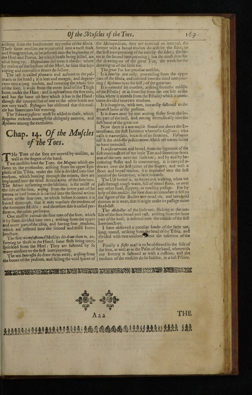 QJ the SMufcks of the Toes, \6^ arifcing ftomthe hindcrmore appendix ofthe fibula, ^die Metapedium, they are external or internal, the Thefe three mufcles are terminated into a ntoft thick | former with a broad tendon do arife by the fidcs, to and ftrong tendon, to be inferted into the beginning of j the firft interjoynting ofthe toes by the fides; the lat- the Heel and Pterna, by which beafts being killed, arc, ter at the fecond inter joynting ; but the ninth fervs for ufualhungnp. Hippocrates did term n chorda: where the drawing-to of the great Toe, the tenth for the by reafon of thefradure of the Heel, he faies that hie cuping and convulfive fevers do follow. The laft is called flantaris and anfwers to the pal- maris in the hand ; it is lean and meagre, and degene¬ drawing to ofthe little toe. The great Tos has peculiar mufcles. Itispewfby one only, proceeding from the upper part of the fibula, and ini'erted into the third inter] oin- iiiaild ill Ul\- y IC XJ -... ... -- rates into a long tendon, and covering the whole folc jting ( B^olanns faies the firft ) of the great toe. ofthe foot, it ariCes from the outer head ofthe Thigh Iz is extended by another, arifeing from the middle V ... -- bone, under the Ham ; and is infirtedinto the five toes, 4ind has the fame ufe here which it has in the Hand : though the comparifon of one to the other holds not out very exad. Vejlingius has obferved that this muf- de has fbmetimes bin wanting. The TibUusfojiictis muft be added to thefe, which Sfigelius reckons amongft the obliquely movers, and ^olanus among the extenders. Chap. *4. Of the Mufcles of the 'Toes. f ^'jnHe Toes ofthe foot are moved by mufcles, as i X well as the fingers ofthe hand. Two mufcles hend the Toes, the Magnus which an¬ fwers to the profundus, arifeing from the upper Epi- phifis ofthe Tibia, under the folc is divided into four tendons, which boreing through the minor, they are implanted into the thira Articulation ofthe four toes. The Minor anfvvering to the fublimis, isthemidft of the foie ofthe foot, arifmg from the lower part ofthe pterna or heel bone,it is carried into the fecond articu¬ lation ofthe four toes, to which before it comes it is bored thorough, that it may tranfmit the tendons of the foremore Mufcle ; and therefore this is called per- foratus, the other perforans. One mufcle extends the four toes of the foot, which- is by fome divided into two ; arifeing from the upper and outer part ofthe tibia, and having four tendons, which 3tc inierted into the Iccond ^nd third Inter- ^ ’Yiie fove'wortnfafhionedMzxixdes do draw them to, an- fwering to thofe in the Hand, fome flelh being inter- fprinklcd from the Heel: They are faftened by fo many tendons to the firft interjoyntmg. The ten Interojfei do draw them away, artfemg from the bones ofthe pedium, and falling the void Ipaces of of the Fibula ( or as fome fay from the out fide ofthe tibia,where it recceds from the Fibula j which is often¬ times divided intO'two tendons. Iz is brought to, with one, iiiwardly^faftcned to the greateft bone ofthe pedium. It is‘drawn away by one arifeing fleftiy from the in¬ ner part of the heel, and entring extrinfccally into the firft bone of the great toe. Now daezeisd. new mufcle found out above the In- terofleans, the firft Inventor whereofis Cajfertus; who c^Wsiz tranverfalis, becaufeofits fituation. Vejlingius call it the AdduEiorpolUcis minor,vihieh ufe nature feems to have intended. It arijes nervous and broad, from the ligament ofthe firft inter] unft are of the little Toe,and fometime from one of the toes next the little toe; and by and by be- comeing fleftiy and fo continueing, it is catryed a- thwart over the firft joints ofthe fingers, and with a fhort and broad tendon, it is implanted into the firft joynt ofthe Great-toe, a little inwards. The U/e hereof is, to fecure our walking, when we pafs through rough waies, full of round flints, or over any other final, flippery, or rowling paffage. _ For by help ofthis mufcle, the foot does accomodate it felfito the figure ofthe Bodies wee tread on, and laies hold thereon as it were, that it might make its paffage more ftead-faft. The AbduBor of the little toe, flicking in the out- fide ofthe foot broad and vaft, arifeing from the fame part ofthe heel, is inferted into the outfide ofthe firft Interjundlure. I have obferved a peculiar bender of the little toe, long, round, arifeing fron^e head of the Tibia, and divided with two tendons'^out the infertion ofthe toe Finally a flefky mafs is to be obferved in the foie of the foot, as well as in the Palm of the hand, wherewith our footing is faftened as with a cufhion, and the 1 tendons ofthe mufcles do lie hidden, in afoftPillow.