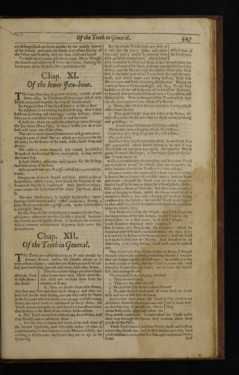 Of the Teeth in QenerdL arc diftinguiflaed one from another by the middle Suture of the Palate, and make the hinder part of the Cavity of the Palate and Noftrils, they arc thin, folid and broad. To thefe ten ColHmbus ads thQ eleventhj like a Plough, the inmoft and middlemoft above the Palate, fhutting the lower part of the Noftrils, like a partition wall. Chap. XL' Of the lower faw^bone, THe lomr ^atv-bone in grown perfons, confids of one Bone only, in Children till feven year old of two, which are joyned together by way of SHnchondrefs. Its Figure is that of the Greek letter v or like a Bow. Its Subflance is exceeding hard and ftrong, that it may, hold out in biting and chewingwithin hollow, vvhere Marrow is contained to nouriui it and the teeth. It hath two flotes on each fide,which go quite through the Jaw-bone like a Pipe, fo that a briftle put in at one hole will come out of the other. The one is more jW^rdjhindermore and greater,recei¬ ving in a part of thofe Nerves which we reckon to be the lift pare, to the Roots of the teeth, with a little Vein and Artery. The other is more outtpardj lels round, by which a Branch of the forefaid Nerve received in, is fent out to the lower Lip. It hath fundry ^fferhles and Cavities for the Rifings and Infertions of Mulcles. Alfo on each fide two Procejfes called Harar,carried up¬ wards. One goes out forvpardt broad and thin, w^hofe point or fharp end is called Coroner into which the Tendon of the Temporal Mufcle is implanted. And therefore Ffipf/o- cratts counts the Luxation ofthe lower Jaw-bone dead¬ ly. . . .1 The other hindermore, is caiiied backwards j repre- fenting a little bunch and is called condulodesj having a little Head coverd with a griftjy cruft, under which there is a longifir Neck. ' By this Procefs the Articulation is made with the Tem¬ ple bones, where yet another Griftle is placed, between the Cavity and the griftly head,, to facilitate the motion. Alfo a common membranous Lignment doth cover this Articulation. Ghap. XII. Ofthe Teeth in General. THe Teeth are called Dentes as if you would fay Edentes, Eaters, and by the Greeks odontes as it were edountes Eaters ,• and they are Bones properly fo cal¬ led, hard and folid, fmooth and white, like other Bones. They have fome things peculiar which other bones have not, which neverthe- lefs doth not exclude them from the number of Bones. I. They are harder than other Bones, that they may bite and chew hard things, and they are little lefs harder than Stones, nor can they eafily be burnt in the Fire,and whereas in the Sarcophagus or Flefh-eating Stone, the whole body is confumed in forty daies, the Teeth remain unimpaired, and therefore TertuHUn writes, that in them is the Seed of our future Refurreftiqn. 2. The Teeth are naked without any Periofteuni, leaft they ftiould pain us when we chew. 3. Yet they have a Senfe, but more of the firft than of the feCond C^alities, and efpecially rather cf what is cold than what is hot contrary to the Nature of fleCh, ac¬ cording to Hippoepates. and hence tl>ey arc fo apt to be fee on edp. 347 Which part of the Tooth fee/s. Eton? the Teeth do differ ffom c- ther Bones. But the whole Tooth doth not feel of it felf, but the inner, fofter and more marrowy part j which is covered over with an hard external part, which is not pained, neither by Fire, nor Iron, as in a Sword under the nioft hard rind of the Steel, an Irony marrow lefs hard lies within, and the Skin through the fenflefs Skarf-skin doth feel, fo the inner part of the Tooth feels through the out- moft, into which inner part being hollow, little foft Nerves enter and little cloathing Membranes. Hereupon a certain Nun at Padua caufing a veiy long Tooth fiiee had above all the reft to be cut off to avoid the Deformi¬ ty thereof, fhee prefently fell dowm into a Convulfion and Epileptick fit. Now in the part of her T ooth which was cut off, there appeared the tokens of a Nerve. 4. Hence, they receive Nerves into their Cavity which other bones do not. 5. They grow longer than any other of the Bories, al- moft all a mans lifc,becaufe they are dayly wom,by biting and grinding; as Gutta cavat lapldem non vi fed fepe cadendo. The hardeji Stone a dropping Hnufe-Eve hoUovost Caufe drop tipot!. drop y drop ^after drop fill joUortSj But not by force. And look how much they wear away, fo much are they ftill augmented, which hence appears J in that if any Tooth fall out and grow not again, theoppofite Tooth grows fo much the longer, as the empty fpace of the for¬ mer Tooth comes to. Fallopius confidering the prsmifes, and how new Teeth are thought to breed, he collefts that the formative fa¬ culty remains alive in the Teeth to extream old age. Helmov.t counts the matter of the Bone not to be meer- ly honey, but as it were of a middle nature betwixt Bone and Stone ; becaufe the Teeth turn to Stone whatevet’ kind of food flicks long to them, be it Bread, Flefb, Hefbs, Fifti, Apples, Beans,or Peafcj&c. But there is no petrifica¬ tion or turning to Stone, unlefs the things eaten be of a tartareous Nature, but only a drying, the moifturc being confumed by the Spittle ; nor are the Teeth made bigger by that addition, which fomtimes is feraped off, fomtiines turne to clammy filth. The Teeth art bred in the Womb, after The Teeth arc the Generation of the Jaw-hones, twelve bred in the in each Jaw, or a few more, as I fhall Womb. fpeak hereafter touching their number, four Cutters, two Dog-teeth, fix Grinders : which lie fomwhat imperfeft and concealed within the Jaws (fop It is rare for an Infant to be born toothed ) leaft the child as it fucks lliould hurt the Nipple. And therefore in art Abortion, or a young Infant, fmall teeth may be pulled out. They break out of the Gums foonet in Brutes ( though* Parro be othetwife minded as touching Horfes ) becaufe they are fooner capable cf folid meat; in mankind at the feventh month or later, after the Child is a year old : and the upper fooner than the loweV, yet in fome the loweft firft, and among the reft. The fore~teeth in the firfi placet becaufe I. They are moft fharp. They are lefs then the reft. 3. Becaufe the Jaw-bone is there thinneft. 4. Becaufe there is moft need of them both to fpeak with and to cut and bite the meat. And at that time when the Teeth | Why Children are of Infants ihoot forth,flippocratestels t fic\ofTeeth-bree-'^ us that Feavers, Convulfions, Fluxes I ding. ofthe Belly a rife, efpecially when the , Do g-teeeth come forth : becaufe when the Teeth make their way through the Gums, they torment more than pricks in the Flefli. Thefe Teeth have a Subfance boney, hard, and holloWf where they break out, ,but in their hinder part they have a foft fubftance,covered with a thin and tranfparent MeraJ biane. And