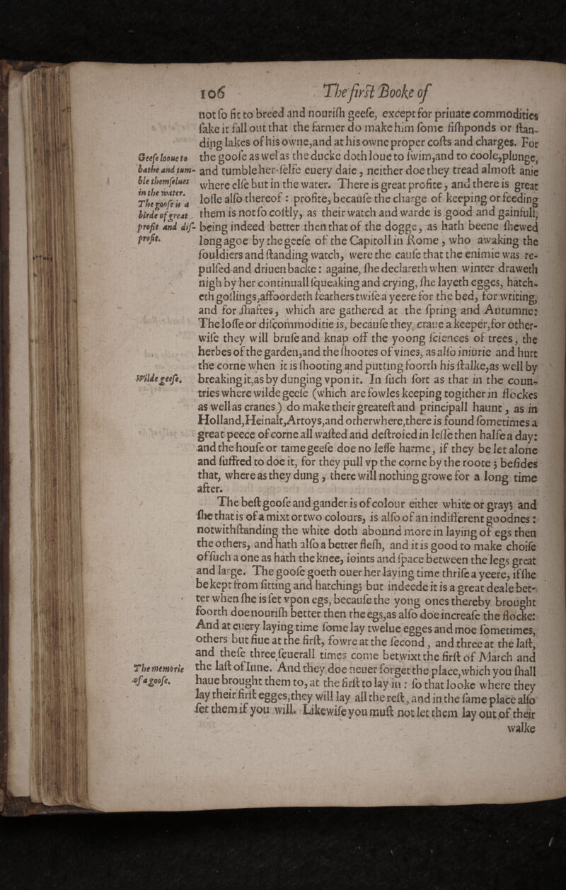 not fo fit to breed and nourifh geefe, except for priuate commodities fake it fall out that the farmer do make ham lomc fifhponds or lan¬ ding lakes ofhisowne,and at his ownc proper colls and charges. For _ 4. | f 1 fl I ^ . • • V f 4 Getfeloom to the goofeas welas theducke doth loue to fwim,and to coole,plunge, lathe and tum- and tumble her-lèlfe euery daic, neither doe they tread almoft anie lie themftiues where eife but in the water. There is great profite, and there is great Th’elonfeVa lode alfo thereof : profite, becaufe the charge of keeping or feeding Urde ofgreat them is notfo coltly, as their watch and wardc is good and gainfull, prefit and dif- being indeed better then that of the dogge, as hath beene fliewed profit. longagoe by the geefe of the Capitoll in Rome, who awaking the • • « « a * m A 4 V fouidiers and landing watch, were the caufe that the enimie was re- pulfedand driuenbacke: againe, Ihedeclarerhwhen winter draweth nigh by her continuall iqueaking and crying, fhe layeth egges, hatch- ethgollings,affoordeth feathers t wife a yeere for the bed, for writing, and for Jhaftes, which are gathered at the fpring and Aotumne: The Ioffe or difçommoditie is, becaufe they eraue a keeper,for other- wife they will brute and knap off the yoong fciences of trees, the herbes of the garden,and the fhootes of vines, as alfo iniurie and hurt the corne when ic is fhooting and putting foorth his ftalke,as well by breaking it,as by dunging vpon it. In fuch fort as that in tire coun¬ tries where wilde geefe (which are fowles keeping togitherin flcckes as well as cranes ) do make their greateft and principal! haunt, as in Holland,Heinalt,Artoys,and otherwhere,there is found fometimes a great peece of corne all walled and deftroied in Idle then halfe a day: and the houfe or tamegeefe doenoleffe harme, if they be let alone and fuffred to doe it, for they pull vp the corne by the roote $ befides that, where as they dung, there will nothing growe for a long time after. The beftgoofe and gander is of colour either white or gray; and foe that is ofamixtortwo colours, is alfoof an indifferent goodnes : notwithftanding the white doth abound more in laying of egsthen the others, and hath alfo a better fiefh, and it is good to make choite offuch a one as hath the knee, ieints and fpace between the le<*s great andlarge. The goote goeth ouer her laying time thrife a yeere, iffhe be kept from fitting and hatching’, but indeede it is a great deale bet¬ ter when fhe is let vpon egs, becaufe the yong ones thereby brought JL O J J Q vfciviwujr foorth doenourifli better then the egs,as alfo doeincreafe the flocke: And at euery laying time fome lay nvelue egges and moe fometimes, others but fiue at the firft, fowre at the fécond, andthreeat thelaff, and thete three feuerall times come betwixt the firlt of Match and The mmtrle the 'a“: oflune. And they doe neuer forget the place, which you fliall cf*Z00fe’ haue brought them to, at the firlt to lay in : lo that looke where they lay their firft egges,they will lay all the reft, and in the fame place alfo let them if you will. Like wife you muft not let them lay out of their walke \
