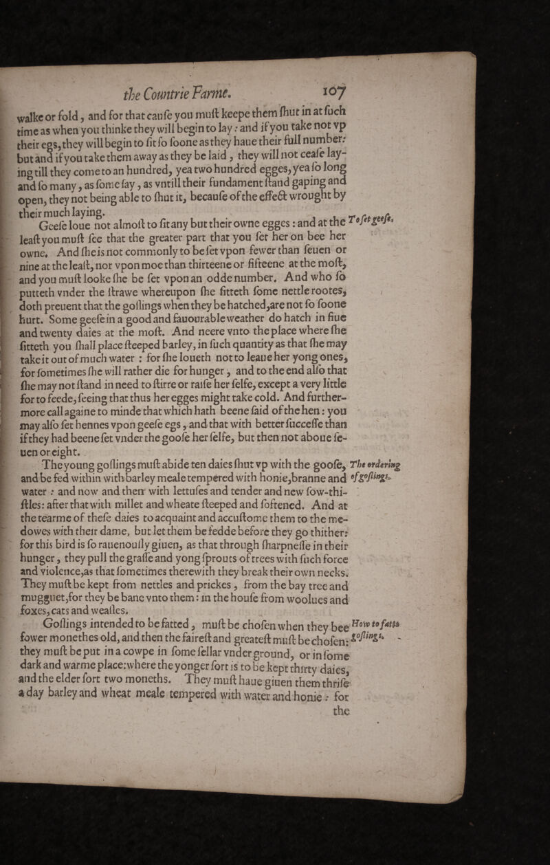 walkc or fold, and for that caule you mull keepe them (hut in at fuch time as when you thinke they will begin to lay : and if you take not vp their egs,they will begin to fitfo looneasthey haue their full number; but and if you take them away as they be laid, they will not ceafe lay¬ ing till they come to an hundred, yea two hundred egges,yea lo long and fo many, as fome fay, as vntill their fundament ftand gaping and open, they not being able to Ihut it, becaufe of the effeft wrought by their much laying. r A Geefe loue not almoft to fit any but their owne egges : and at the1 » Ier Ie lead you mull fee that the greater part that you fer her on bee her owne, And Iheisnot commonly to be l'etvpon fewer than feuen or nine at the lealt, nor vpon moe than thirteene or fifteene at the moll, and you mull: looke fhe be fet vpon an odde number. And who fo putteth vnder the llrawe whereupon (he fitteth Ibmc nettle rootes, ; doth preuent that the gollings when they be hatched,are not fo foone hurt. Some geefe in a good and fauourable weather do hatch in flue and twenty daies at the moll. And neere vnto the place where Ihe fitteth you (hall place fteeped barley, in lueh quantity as that Ihe may takeit out of much water : for Ihe loueth nottoleaueheryongones, for fometimes (lie will rather die for hunger, and to the end alio that fhe may not Hand in need to ftirre or raife her felfe, except a very little for to feede, feeing that thus her egges might take cold. And further¬ more call againe to minde that which hath beene faid of the hen : you may alfo fet hennes vpon geefe egs, and that with better fucceffe than if they had beene fet vnder the gooie her (elfe, but then not aboue fe¬ uen or eight. The young gollings mull: abide ten daies (hut vp with the gooie. The ordering and be fed within with barley meale tempered with honie,branne and water ; and now and then with lettufes and tender and new fow-thi- ftles : after that with millet and wheate fteeped and foftened. And at the tearme of thefe daies to acquaint and accuftome them to the me- dowes with their dame, but let them be fedde before they go thither: for this bird is fo rauenouily giuen, as that through Iharpnefle in their hunger, they pull the grafle and yong fprouts of trees with fuch force and violence,as that fometimes therewith they break their own necks. They muft be kept from nettles andprickes, from the bay tree and mugguetjfor they be bane vnto them : in the houfe from woolues and foxes, cats and wealles. Gollings intended to be fatted, muft be chofen when they bee tofam fower monethes old, and then thefaireftand greateft muft bechofen: ^in^s‘ ~ theymuftbeputinacowpein fome fellar vnder ground, or in fome dark and warme placeiwhere the yonger fort is to be kept thirty daies, and the elder fort two moneths. They muft haue giuen them thrift? a day barley and wheat meale tempered with water and honie -• for