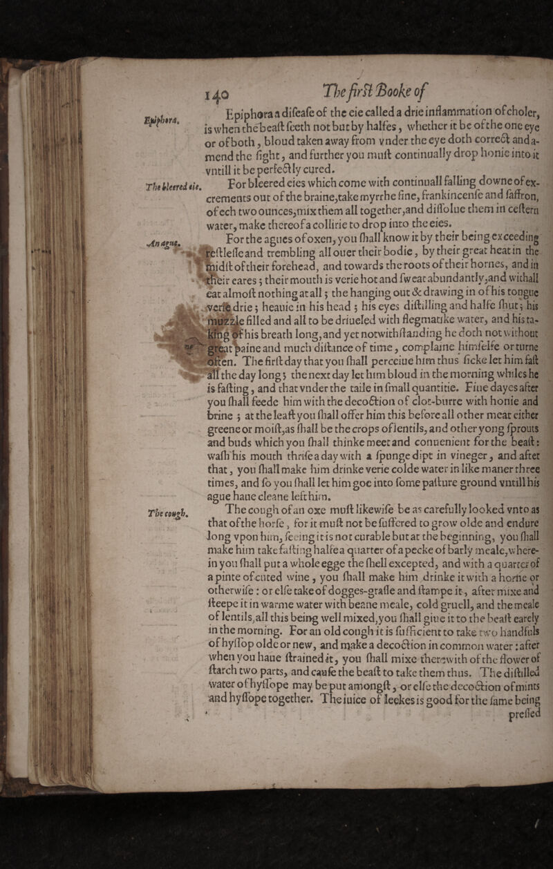 J Efifbênt. Thtiletrtdiit. .Anagttc* The cou*h. 140 Tfo firH Booke of Epiphora a difeafe of the eie called a drie inflammation ofcholer, is when the bead Teeth not but by halfes, whether it be of the one eye or of both, bloud taken away from vnder the eye doth corre6t and a- mend the fight, and further you mull continually drop honie into it vntillicbcperfe&lycured. _ ^ For bleered eies which come with continuall falling downe of ex¬ crements out of the braine,take myrrhe fine, frankincenfe and faffron, of ech two ounces,mix them all together,and diflolue them in ceftem water, make chereofa collirie to drop into the eies. For the agues of oxen, you (hall know it by their being exceeding refilelTeand trembling allouer their bodie, by their great heat in the midlt of their forehead, and towards theroots of their homes, and in their eares 5 their mouth is veriehotand fweat abundantly,and withali eat almoft nothingatall ; the hanging out & drawing in of his tongue veriedrie; heauiein his head 5 his eyes diddling and halfe fhut; his muzz|e filled and all to be driueled with flegmatike water, and his ta¬ king of his breath long, and yet notwith (landing he doth not without great paine and much didance of time, complaine himfelfe or turne often. The fir if day that you (hall perceiue him thus ficke let him fail: âîî the day long \ the next day let him bloud in the morning whiles he is fading, and that vnder the taiJe in fmall quantifie. Fine dayes after you (hall feede him with the decodtion of clot-burre with honie and brine ; at the lead you fhall offer him this before all other meat either greeneor moid,as (hall be the crops oflentils, and other yong fprouts and buds which you fhall thinke meet and conuenient for the bead: wafli his mouth thrift a day with a fpungedipt in vineger, and after that, you fhall make him drinke verie colde warer in like maner three times, and fo you fhall let him goe into fome padure ground vntillhis ague hauecleane left him. The cough of an oxe muftlikewift be as carefully looked vnto as that ofthe horfe, for it mud not be differed to grow olde and endure Jong vpon him, feeing it is not curable butar the beginning, you (hall make him take falling halfea quarter ofapecke of barly meale,where¬ in you fhall pur a wholeegge the (hellexcepted, and with a quartered a pinte of cured wine, you fhall make him drinke it with a horlie or otherwife : or elfe take of dogges-grafle and ftampe it, after mixe and deepe it in warnie water with beane meale, cold gruell, and the mcaie of lentils,all this being well mixed,you fhall giue it to the bead earety in the morning. For an old cough it is fufficient to take two handfuls of hyllop olde or new, and make a deco6f ion in common water : after when you haue drainedit, you fhall mixe therewith of the flower of ftarch two parts, and caufe the bead to take them thus. The didilleu water of hyffope may be put amongd, or elfe the decocfion of mints and hyflope together. Theiuice of leekesis good for the fame being • ' preiled