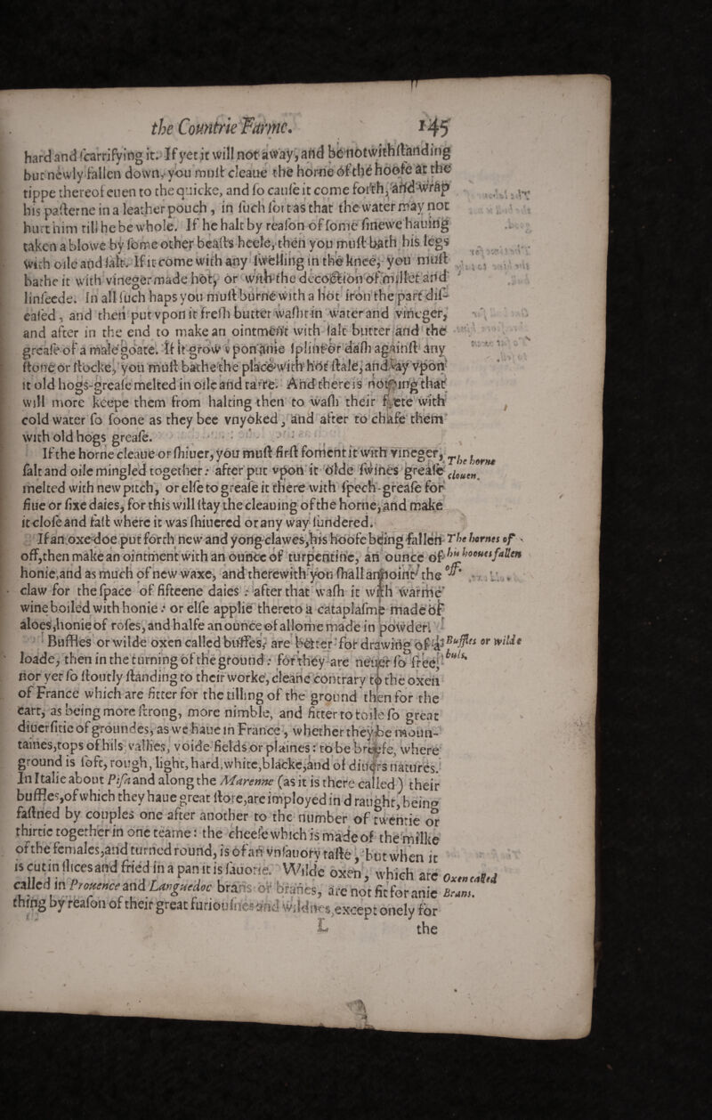 “v - & ■*'* the Countrie Fame. 1 * • . hard and fcarrifying it. If yet it will not away, add benotwithffanding but newly fallen down, you mult cleaue tbë horneéf the hoofè at the tippe thereof eu en to the quicks, and fo cattle it come forth , artd wrap , his pafferne in a leather pouch, in luchlbitasthat the water may not *• . hurt him till he be whole. If he halt by reafon of fome finewe hauing . . _ . « • » ’ i * « . : • y . i f i : i '_ *!:•• Darne 1C WIUl uvi,- ui wmnut iini'eede. In all Such haps you mull burne with a hot iron the part dil- eafed, and then put vpon it frefh butter wafbt-in water and vmeger, and after in the end to make an ointmiflt with laic butter and the greafe of a male gbate. it it grow v pon ame ipliMPêi etêfh again# any fioneor ftbckeVyou mùft bathe'the plkd^wicbhb^ ftale,andÂay vpom it old hogs-greafc melted in oilcand rarte. And there is hotting that' will more keepe them from halting then to waft) their fttre with cold water fo foone as they bee vnyôked ^ and after to chiafe them with old hogs greafe. -: If the home cleaue or fliiuer, you muft fir# foment it with vineg &*;Thehm* laltandoilemingled together; after put vpott it èlde fwihèsgreale <i*utn. melted with new pitch , or elfe to greafe it there with fpech -greâfè for fiue or fixe daies, for this will itay the clcauing of the homeland make it dole and fait where it was fhinered orany wav lundered. If an oxe^doe put forth new and yong clawes,bis hoofc being fallen ’rl>e bvnùt if > off,then make an ointment with an ounce of turpentine, an ounce honie.and as much of new waxe, and therewith you fhallaniioint;' the * * claw for thefpace of fifteene daies : after that wafh it will warme' wine boiled with honier or elfe applie thereto a cataplafmfc made of aloeSjhonieof rofes, and halfe an ounce ©fallorhe made in po#deri * Buffles or wilde oxen called buffes* are letter fot drawing of or »Me loade, then in the t urni ng of the grou nd .• for they are netief (off ee; ' * nor yer fo lloutly Handing to their worke, cleane contrary tè the oxen of France which are fitter for the tilling of the ground then for the cart, as being more ffrong, more nimble, and fitter to toile fo great diuerfitieof groundes, as we haue in France, whether theybe moim- taines,tops of hits-vallies, voids fields or plainest to be bresffe, where ground is fofc, rough, light, hard, white,blackc,and of dinars natures. In Italie about Pifa and along the Marenne (as it is there called ) their buffles,of which they haue great ilore,areimployed in draught, being faftried by couples one after another to the number of twenrie or thirtie together in one teame: the cheefe which is made of the milke ofthe.females,andturned round,isôfanvnfàtiorvràftè,-hutwhen it ‘ScutinlhcesandfrieUinapanitisfauotie. Wilde oxen, which are oxtttMStd calM m Pr°Kw todL#>s»edoc brans of branes, are not fit for anie Bran,, thrno U rAifrin great furioufnèsitod wddnes except onely for £■* the )