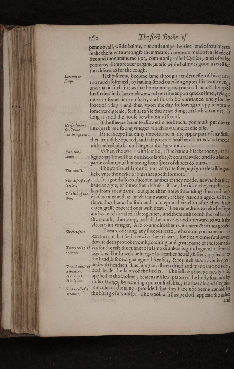 i6z Tl?cfriï <Èooke of Laments isa fbeepe* Ewes with ïambe. penniroyall, wilde balme, rue and iuniper berries, and oftentimes to make them eateamongff their mearc, common melilot in ffeede of free and mountainemelilot, commonly called Cytifus, and ofwilde penniroyalkrnoreoucr organic,as alfo wilde balme is good as wellfor this difeafe as for the cough. Ifthe flieepe become lame through tendernelTe of hisclawes too much fofrened , by hauingjftood ouer long vpon his owne dung, and that in fuch fort as that he cannotgoe,you mull: cutoff the tip of his lb decaied claw or clawes,and put thereupon quicke lime, tying it on with fome linnen cloth, and this to be continued onelyforthe (pace of a day : and then vpon the day following to applie vntoit fome verdigreale, Sc thus to vie thefc two things in the like courtes, fb long as vnnii the hoofe be whole and ibund. y « , , It thefiieepe haue (wallowed ahorlleach, you muff put down© ffallowed.’ into his throteffrong vineger which is warme,orelie oile. An impoflume. If the llieepe hauc any impoftume in the vpper part of her deft, then it muff be opened, and (hi t powned irnail and burned,and mixed with melted pitch,muff beput into the wound. . . ... . ,fl When theeweis withlambc, iffhe hauc a blacketoong, itisa figne that ihe will haue a blacke Iambe.& contrariwise; and io a lambe partie colouredpf her toong haue (pots ofdiuers colours- $j The vcoolft. The woolfe will doe no hurt vtito the fheepe,ifyou tie-wildegar- J lickevinetheneckeofhirnthatgoethformoft. . rj'-Bfl Th dtfeafls of It is good allb to fuccour lamb.es if they neede, as whether they Umles, haue an ague, or fome-other diieafe : if they be licke they muftbeta- rht itch of the ken *rom their dams, but giue them notwithstanding their milke to j,iIK ‘ drinke,mixt with as much raine water, if they haue an ague. Often¬ times they haue the fcab and itch vpon their chin after they haue eaten grade couered ouer with deaw. The remedie is to take hyflopc and as muchbruifed fait together, andrherewithtorubthepallateof the mouth, the toong, and all the muzzle, and af terward to wadi the vlcers with vineger, Sc fo to annoint them with tarre Sc iwines greafe. Beware of eating any flieepes feete, vvhereoutyou haue not ta¬ ken a worm that lieth betwixt their clawes, for this worme fwaliowed downe doth prouoke vomit,loathing and great paine of the ftomack. The tunning of As for the reff,thc runnet cfa lamb drunken is good againff al forts of Urdei. poyfons.The bowels or lungs of a weather newely killed, applied vnto the head,is foueraigne againff freniies, Sc for fuch as are deadly gree- The bowels of ued with headach. The lungs ol a fheep dried and made into powder, a weather* doth beale the kibes of the hecles. 1 he fell ol: a fheepe newly kild> applied to the broken 5 bearenorblew partes of the body famadeby rods of twigs., by treading vpon or fuch like, is a fpeedie and lingular remedie (or the lame, prouided that they haue not beene caufed by tlie oiting or a woolfe. The wooll oiaOieepedoth appeafethe aches y. ' and Sbeepes-feele, His lames* Hiiskinne. The wood cfa weather*