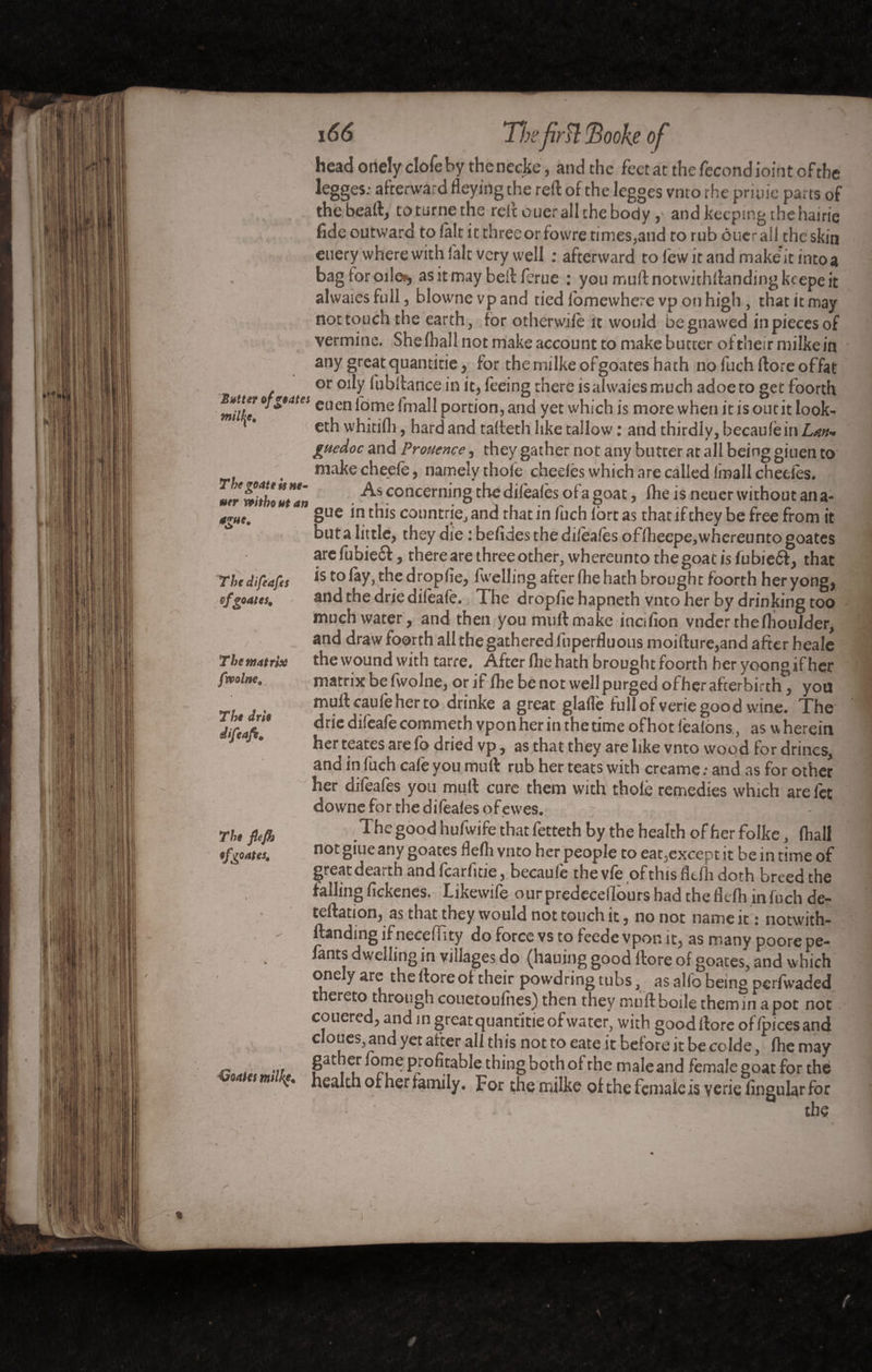 ' , / Butter ofgeates milice. The go Ate is ne¬ ver without an ague. The difeafes vfgoates. The matrix [mine. The dr it difcafi* 166 Thefirîl fëooke of head onely clofe by the necke, and the feet at the fécond ioint of the legges: afterward fl eying the reft of the legges vnto the priuie parts of the beaft, toturnethe reft ouer all the body, and keeping the hairie fide outward to fait it three or fovvre times,and to rub ôuer ail the skin euery where with fait very well : afterward to few it and make it into a bagioroile*, as it may beftferue : you muft notwithstanding kcepe it alwaies full, blowne vp and tied fomewhere vp on high , that it may not touch the earth, for otherwile it would be gnawed in pieces of vermine. She (hall not make account to make butter of their milkein any great quantitie , for themilkeofgoates hath no fuch ftore offat or oily fubftance in it, feeing there isalwaiesmuch adoeto get foorth euenfomefmall portion, and yet which is more when it is out it look- eth whitifh, hard and tafteth like tallow : and thirdly, becaufe in Lan* giiedoc and Protiençe, they gather not any butter at all being giuen to make cheefe, namely thofe chedès which are called frnall chedes. As concerning the difèafès of a goat, fhe is neuer without an a- gue in this countrie, and that in fuch lore as that if they be free from it buta little, they die : befides the difeafes offheepe,whereuntogoates arefubieft, thereare three other, whereunto the goat is fubieft, that is to fay, the drop fie, fwelling after fhe hath brought foorth heryong, and the drie difeafe. The dropfie hapneth vnto her by drinking too much water, and then you mult make inofion vnder rhefiioulder, and draw foorth all the gathered foperfluous moifture,and after heale the wound with tarre. After fhe hath brought foorth heryoongifhçr matrix be fwolne, or if fhe be not well purged ofher afterbirth, you muttcaufeherto drinke a great glalfe full of verie good wine. The drie difeafe commeth vpon her in the time of hot fealonsas w herein her teates are fo dried vp, as that they are like vnto wood for drincs, and in fuch cafe you muft rub her teats with creame; and as for other her difeafes you muft cure them with thole remedies which arefet downe for the difeafes of ewes. The fiejh ,The S°°d hufwife that fetteth by the health of her folke, fhall •fgates, not Sllle any goates flefli vnto her people to ear,except it be in time of great deai th and fcarfitie, becaufe the vie of this flefh doth breed the fallingfickenes. Likewife ourpredecefloursbadtheflefhinfuch de- teftation, as that they would not touch it, no not name it : notwith- ftanding if neceffity do force vs to feede vpon it, as many poore pe- fants dwelling in villages do (hauing good ftore of goates, and which one y are the ftore of their powdring tubs, as alio being perfwaded thereto through couetoufiies) then they muftboile them in a pot not couered, and in great quantitie of water, with good ftore of (pices and c oues, and yet after all this not to eate it before it be colde, fhe may r » •;/ profitable thing both of the male and female goat for thé oa esm health ofher family. For the milke of the female is verie lingular for the * *