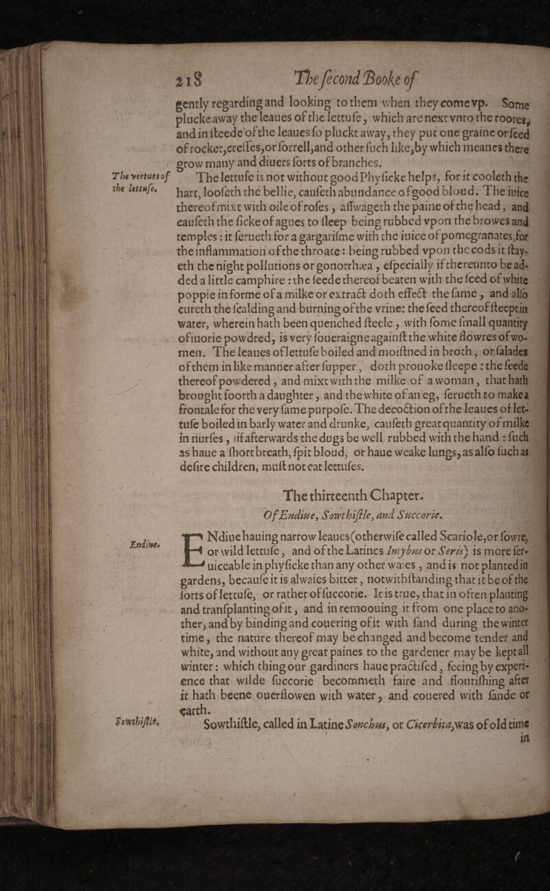gently regarding and looking to them when they come vp. Some pluckc away the leaues of the lettufe, which are next vnto the rootes^ and in lleede ofthe leaues fo pluckt away, they put one graine or feed of rockct,creiIes,or forrell,and other fnch like,by which meanes there • grow many and diuers forts of branches. A o_' O * > < « _ . < a « n * 1 < > 7ht yertuttof The lettufe is not without good Phyiicke helps, for it cooleth the tht lettufe. ^art, loofcth the hellie, caufcth abundance o fgood bloud. The in ice thereof mixt with oile of rofes, aflwageth the paine of the head, and caufeth the ficke of agues to lleep being rubbed vpon the browes and temples : it ferueth for a gargarifme with the inice of pomegranates/or the inflammation ofthe throate : being rubbed vpontbecodsitftay- eth the night pollutions or gonorrhea, efpcciaily if thereunto bead» ded a little camphire :ihe feede thereof beaten with the feed of white poppie in forme of a milke or extraft doth effebf the fame, and alio cureth the folding and burning of the vrinc: the feed thereof ftceptin water, wherein hath been quenched fteele, with fome 1 mall quantity ofiuorie powdred, is very ibueraigne againfl the white Howres of wo¬ men. The leaues of lettufe boiled and moi fined in broth, or falades of them in like manner after fupper, doth prouoke fleepe : the feede thereof powdered, and mixt with the milke of a woman, that hath brought foorth a daughter, and the white of an eg, ferueth to makea frontale for the very fame purpofe. The decobtion ofthe leaues of let¬ tufe boiled in barly water and drunke, caufeth greatquantity of milke in nurfes, iif afterwards the dogs be well rubbed with the hand : fuch as haue a fhort breath, fpit bloud, or haue weake lungs, as alfo fuch as defire children, muft not eat lettufes. / The thirteenth Chapter. OfEndiue, Sowthiftle, and Succorie. ENdiue hauing narrow leaues(otherwife called Scan’ole,or lowre, or wild lettufe, and of the Latines lntybus or Serif) is more fer- uiceable in phyficke than any other wa:es, and is notplantedio gardens, becaufeitis alwaies bitter, notwithllandingthatitbeofthe lbrts of lettufe, or rather offuccorie. Itis true, that in often planting andtranfplantingofit, and inremoouing itfrom one place to ano¬ ther, and by binding and couering of it with land during thewinter time, the nature thereof may be changed and become tender and white, and without any great paines to the gardener maybe kept all winter: which thing our gardiners haue praefifed, feeing by experi¬ ence that wilde fuccorie becommeth faire and flourifhing after it hath beene ouerflowen with water, and couered with lande or earth. I $ evethij.lt. SowthifUe, called in Latine Sonchus, or Ckerbitayaas of old time ; / . - l \ 4 ’ • ..