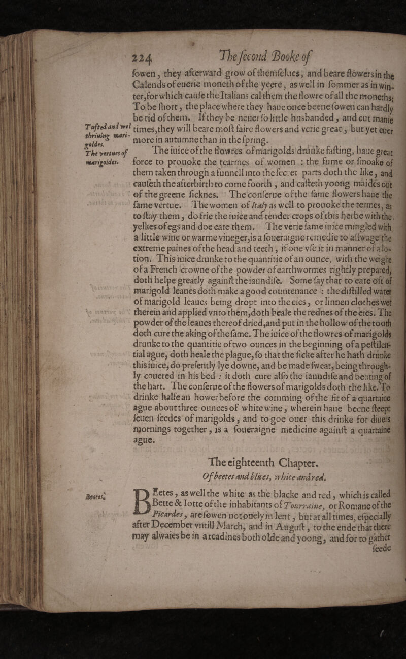 fowen, they afterward growofthemfelues, and beare flowers in the Calends of euerie monethofthe ycçre, as well in lbrnmer as in win- terror which caule the Italians cal them theflowre of all themoneths? To be rtiort, the place where they hauc once beene fowen can hardly be rid of them. If they he neuer lb little husbanded, and cut manie Tuftedanlwtl timeS)they will beare moll faire flowers and verie great, but yet euer mn- more ,n autumne than jn thefpnng. The venues of The iuiceofthe flowres ofmarigolds drunke falling, haue great mtripideu force to prouoke the tearrnes of women : the fume or l/noake of them taken through a funnell into the lecret parts doth the like, and cauleth theafterbirth to come foorth , and cafleth yoong nvaides out of thegreene fleknes. Theconferue of the lame flowers haue the lamevertue. Tbewomen of Italy as well to prouoke the termes, as to flay them, do frie the iuice and tender crops of this herbe with the, yelkes ofegsand doe eate them. The verie lame iuice mingled with a little wine or warme vineger,is a louera igné remédié to aflwage the extreme paines of the head and teeth, if one vfe it in manner of a lo¬ tion. This iuice drunke to the quanritie of an ounce, with the weight of a French crowneofthe powder ofearthwormes rightly prepared, doth helpe greatly againfltheiaundile. Some fay thar to eate oft of marigold leauesdoth make a good countenance : the diddled water of marigold leaues being dropt into the eies, or linnen clothes wet therein and applied vnto thcm,doth heale the rednes of the eies. The powder of theleaues thereof dried,and put in the hollow of the tooth doth cure the aking of the lame. The iuice of the flowres of marigolds drunke to the quanti tie of two ounces in the beginning ofapeflilen* tial ague, doth heale the plague, fo that the ficke after he hath drunke this iuice, do prefently Iyedowne, and be madelweat, being through¬ ly couered in his bed : it doth cure all'o the iaundife and beating of the hart. The conferueofthe flowers ofmarigolds doth the like. To drinke halfean hower before the cornming of the fltof aquartaine ague aboutthree ounces of white wine, wherein haue beene fleept feuen feedes of marigolds, and togoe ouer this drinke for diuers mornings together, is a foueraigne medicine againlt a quartaine ague. The eighteenth Chapter. Of beet es and bittes, white and red. EetcSj as well the white as the blackc and red ^ which is called i Bette & lotte of the inhabitants of Tottrraine, or Romane of the Picardesy arelowen notonelyin lent 5 but at all times., efpecially after December vntill March, and in Auguffc, to the ende that there may alvyaies be in a readines both olde and yoong ? and for to gather feedc êtes* ' \ lv . * > - . if ■? -f