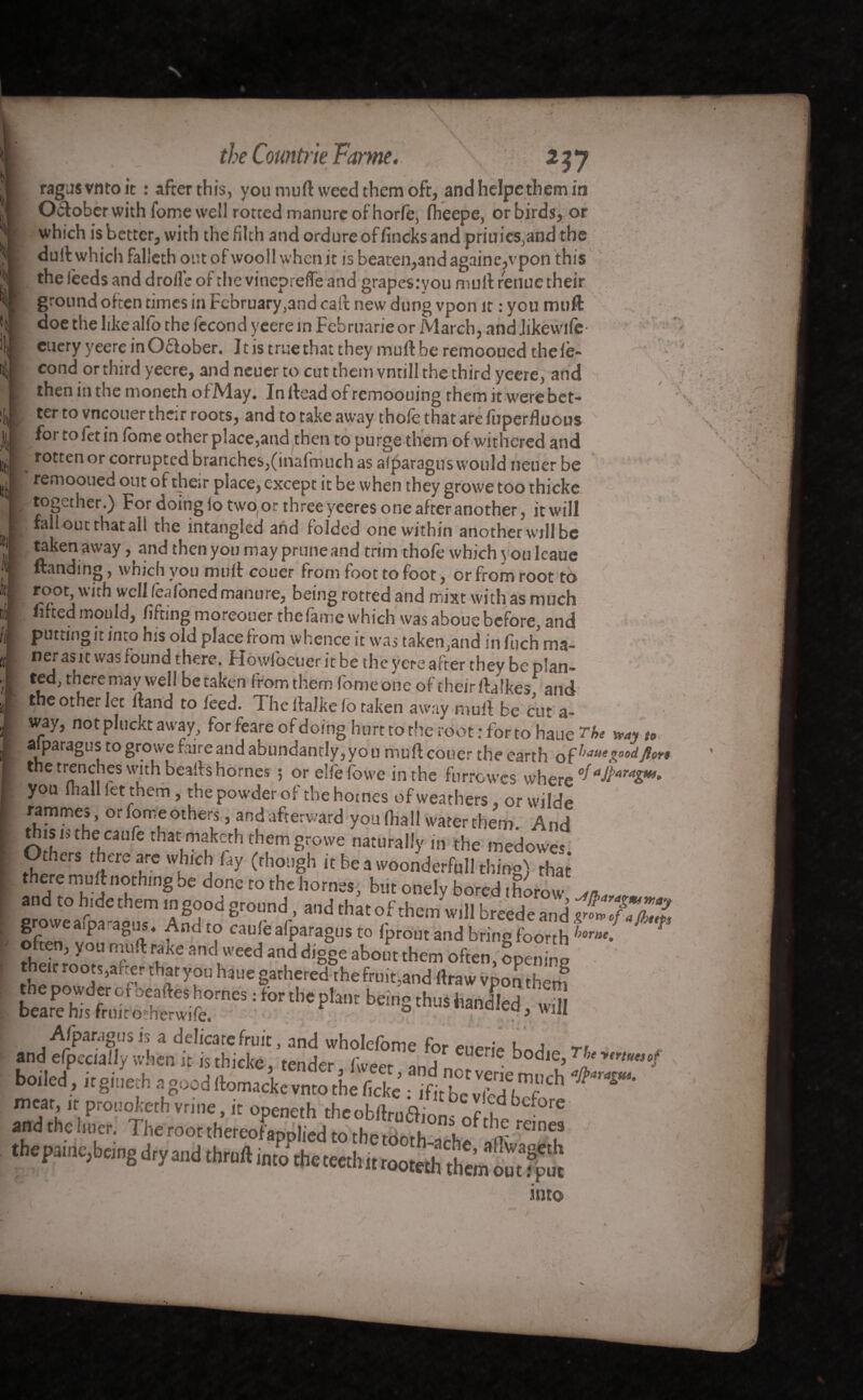 1 \ f the Countrie Forme. ragusvntoit : after this, you mud weed them oft, and helpethem in Otftober with fome well rotted manure of horfe, Iheepe, orbirds, or which is better, with the filth and ordure of fincks and priuies,and the dull which fallcth out of wooll when it is beaten,and againe,vpon this the feeds and drollc of the vinepreffe and grapesiyou mult renue their ground often times in Fcbruary^nd call new dung vpon it : you mult doe the like alio the fécond yeere in Februarie or March, and Jikewife euery yeerc in October. 11 is true that they mult be remooued the fé¬ cond or third yeere, and neuer to cut them vntill the third yeere, and then in the moneth of May. Inltead ofremoouing them it were bet¬ ter to vneouer their roots, and to take away thofe that are fuperfluous for to fet in fome other place,and then to purge them of withered and rotten or corrupted branches,(inafmuch as aiparagus would neuer be remooued out of their place, except it be when they growe too thicke together.) For doing lo two(or three yeeres one after another, it will ' A » • . f» f- \ Ï' . Y : * • * ■ c ■ \ fall out that all the intangled and folded one within another will be it i It Fir V taken away, and then you may prune and trim thole which you lcaue ftanding, which you mult couer from foot to foot, or from root to root, with well lealonedmanure, being rotted and mixt with as much lifted mould, lifting moreouer the fame which was aboue before, and puttingit into his old place from whence it was taken,and in fuch ma- nerasit was found there. Howlbcuer it be the yere after they be plan¬ ted, there may well be taken Irom them feme one of their ftalkes and the other let itand to feed. Theltalkelo taken away mull be cut a- way, not pluckt away, for feare of doing hurt to the root: forto haue The »ay t0 aiparagus to growe faire and abundantly, yo u rnuft couer the earth of fa** the trenches with bealfs homes ; or elfefowe in the furrowes where °fah<iralm* you mall let them, the powder of the homes of weathers, orwilde F™™! ’ °r other,s ’ ?nd afterward you lhall water them. And this i> the caufe that maketh them growe naturally in the medowes Others there are which fay (though it be a woonderfull thing) that there mult nothing be done to the homes, but onely bored thorovv 1Pt4 groweaSusm A? ho ad 'ha' “Z*™ br£ede and **Æ* SZ p 8i r d ? cau eafparagusto fprout and bring foorth hota'- often, you mu ft rake and weed and digge about them often, opening the now0iS’ahfk thf yuU h3Ue Sarhered the fruit,and rtraw vpon then? : forth' b™s ■>- •-&» ; s . V Aiparagus is a delicate fruit, and wholefome for euerie Urf.o n boiled, irginech a good ftomaekfv to rbéficke fe1?:h meat it proeoketh vrine, it openeih the obftrüâioni J he . and the luier. The root thereof applied to therrinrb u C?r *eines thepainc,bcing dry and thruft into the teeth it rooteA them omfjjut into 4