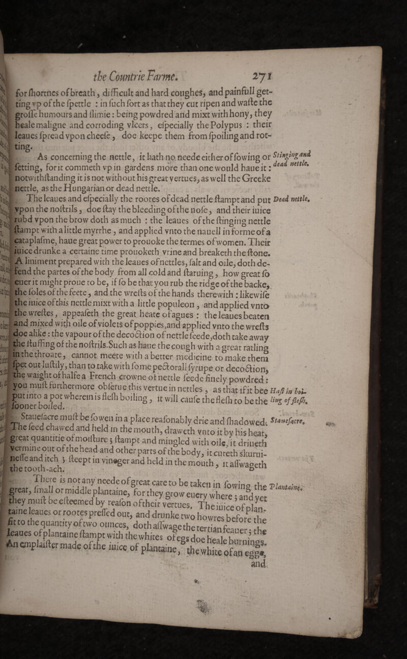 :v Nî \ the Countrie Fame, 271 for fhortnes of breath, difficult and hard coughes, and painfull get¬ ting vp of the fpcttle : in luch fort as that they cut ripen and wade the groflfe humours and llimie: being powdredand mixtvvithhony, they rvt aIi ^ ^ J «/VUI.A JltAA 1 î- . À.U ^ • fr't'l/aft* m - — ***‘*~ * —r>rw,T ”‘VM .. j * f heale maligne and corroding vlcers, eipecially the Polypus : their ? /*' J I J 1 / « r% r% * 1 -—o -o -? —r v - j r leaues lpread vpon cheele, doe keepe them from ipoilingand rot¬ ting As concerning the nettle, ithath noneedeeitheroffowingor^,*£,,,£'<*fl r_:_eLu _ji_, 1 |_dead nettle. O J f -- -D letting, forit commeth vpin gardens more thanonewould haueit: % « * • • • m m • m * <s 4 ali,ü o' 1 o 7 - - -- notwithstanding it is not withou t his great yertues, as well the Greeke nettle, as the Hungarian or dead nettle. L The leaues and eipecially the rootes ofdead nettle damptand put ®ead nettle. vpon the nodrils, doe day the bleeding of the nofe, and their iuice rubd vpon the brow doth as much : the leaues of the dinging nettle dampt with a little myrrhe, and applied vnto the naueli in forme of a cataplafme, haue great power to prouoke the termes ofwomen. Their iuice drunke a certaine time prouoketh vrineand breaketh the done. A liniment prepared with the leaues of nettles, fait and ode, doth de- I ^ ^ 1 ? ^f J £ f 1 1 Î t /I • « ^ I. X / ^ w A v ^ w •* v fend the partes of the body from all cold and darning, how great fo euerit might proue to be, if fo be that you rub the ridge of the backe, the foies of the feete, and the wreds of the hands therewith rlikewife the iuice of this nettle mixt with a little populeon, and applied vnto : thewredes, appeafeth the great heate ofagues : the leaues beaten - S' 0 Bl 9 JL JL 55 * A vUU v J UvuWvll and mixed with oile of violets ofpoppies,and applied vnto the wreds doe alike : the vapour of the deco&ion of nettle feede,doth take away Tp® duffing of the nodnls.Such as haue the cough with a ^reat ratling Ip the throate, cannot meete with a better medicine to make them fpet out ludily, than to take with fomepe&oral! fyrupe or decoéhon, the waight of halfe a French crowne of nettle feede finely powdred : ÿou mud furtnermore obierue this vertue in nettles , as that if it bee Hajl in hi. Konerboiffo boillnS 3 « will cauie the flefh to be the % °/PA _ Stauefacre mult be fowen in a place reafonably drie and fhadowed; Fhe leed chawed and held in the mouth, draweth vnto it by his heat, great quantitieor nioifhire ; dampt and mingled with oilc, it driueth vermine out of thehead and other parts of the body, it enreth skurui- Hhe^mofo-ach5 ileePtln vm®Serand held in the mouth, itaffwageth l here is not any needeofgreat care to be taken in fowino great, (mail or middle plantaine, for ihey grow euery where • and wr phey mint be eiteemed by reafon oftheir vertues. Theiuice of nlan tame leaues or rootes preifed out, and drunke two howres before the fitto thequantityofewo ounces, doth aflfwage the tertian few !1 leaues ofplantaine dampt with thewhites ofees d™ h 1<’ 16 anplaider made ofthe iuice of plantaine, the white qfan egf** V- and