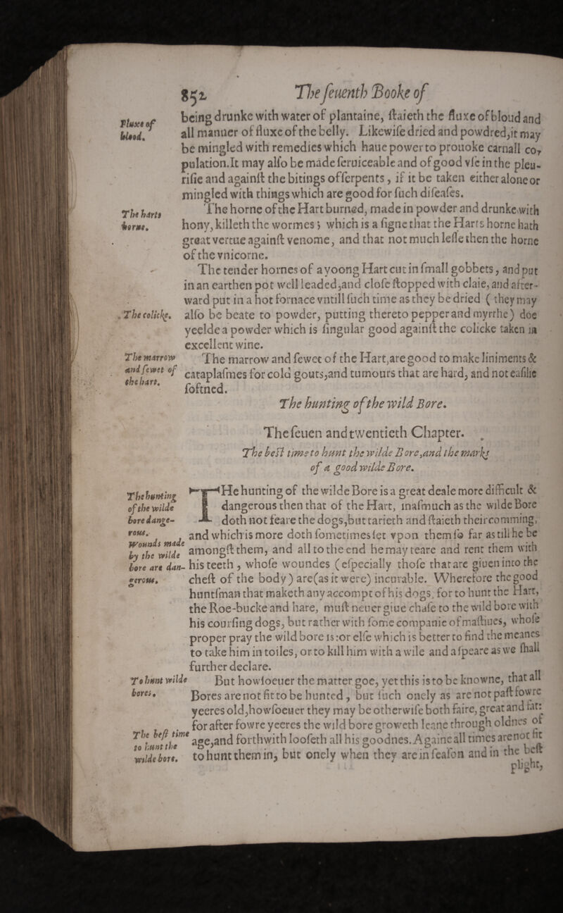 TIUXÈ of blood. The harts bortst. The Marrow andfewet of the hart. Tlxfeuenth 'Boohof being drunkc with water of plantaine, flaieththe fluxeofbloudand all manner of fluxe of the belly. Likewife dried and powdred,it may be mingled with remedies which haue power to prouoke carnail cor pulation.lt may alto be made feruiceable and of good vie in the pleu- rifieandagainftthebitingsoffcrpents, if it be taken either alone or mingled with things which are good for fuch difealcs. The home of the Hart burned, made in powder and drunke with hony, killeth the wormes > which is a ligne that the Hart s home hath great vcrtueagainll venome, and that not much lefle then the home of thevnicornc. The tender homes of a yoong Hart cut in fmal! gobbets, and put in an earthen pot well leaded,and dole flopped with elate, and after • ward put in a hot fornace vntill fuch time as they be dried ( they nny Thectlicke. alfo be beate to powder, putting thereto pepperand myrrhe) doe yeelde a powder which is lingular good again!! the colicke taken in excellent wine. The marrow and fewet of the Hart,aregood to make liniments & cataplafmes for cold gouts,and tumours that are hard, and not eafilie lbftncd. The hunting of the wild Bore. Thefeuen and twentieth Chapter. The beïl time to hunt the wilde Bore,and the marks of a çoodwilde Bore. J O He hunting of the wilde Bore is a great deale more difficult & dangerous then that of the Hart, inafmuch as the wilde Bore doth not fèare the dogs,bin tarieth and ftaieth theircomming, and which is more doth fometimes let vpon them Is far astilihe be Te fritte amongflthem, and all to the end hemayteare and rent them with lore are dan-his teeth, whofe woundes (efpecially thofe that arc giuen into the chell of the body) are(as it were) incurable. Wherefore the good huntfman that maketh any accompt of his dogs, for to hunt the Hart, the Roe-bucke and hare, mu ft neuer giue chafe to the wild bore with his courfing dogs, bur rather with fome companie ofmalliucs, whole proper pray the wild bore is:or elfe which is better ro find the mcancs to take him in toiles, or to kill him with a wile and a fpeare as we fhall further declare. , ™ |1 JHj Tohunt wilde But howloeuer the matter goc, yet this istobeknowne, that all bores. Rores are not fit to be hunted, bur Inch onely as arenotpaftfowrc yeeres old,howfoeuer they may be otherwile both faire, great and far: for after fowre yeeres the wild bore groweth lenne through oldnes or The left ume e an(j forthwith loofeth all his goodnes. Againcall times arenot Ht midebon, to hunt them m, but onely when they areinlealon and in tnc. jj Thehunting of the wilde bore dange¬ rous. Wounds made verous* d