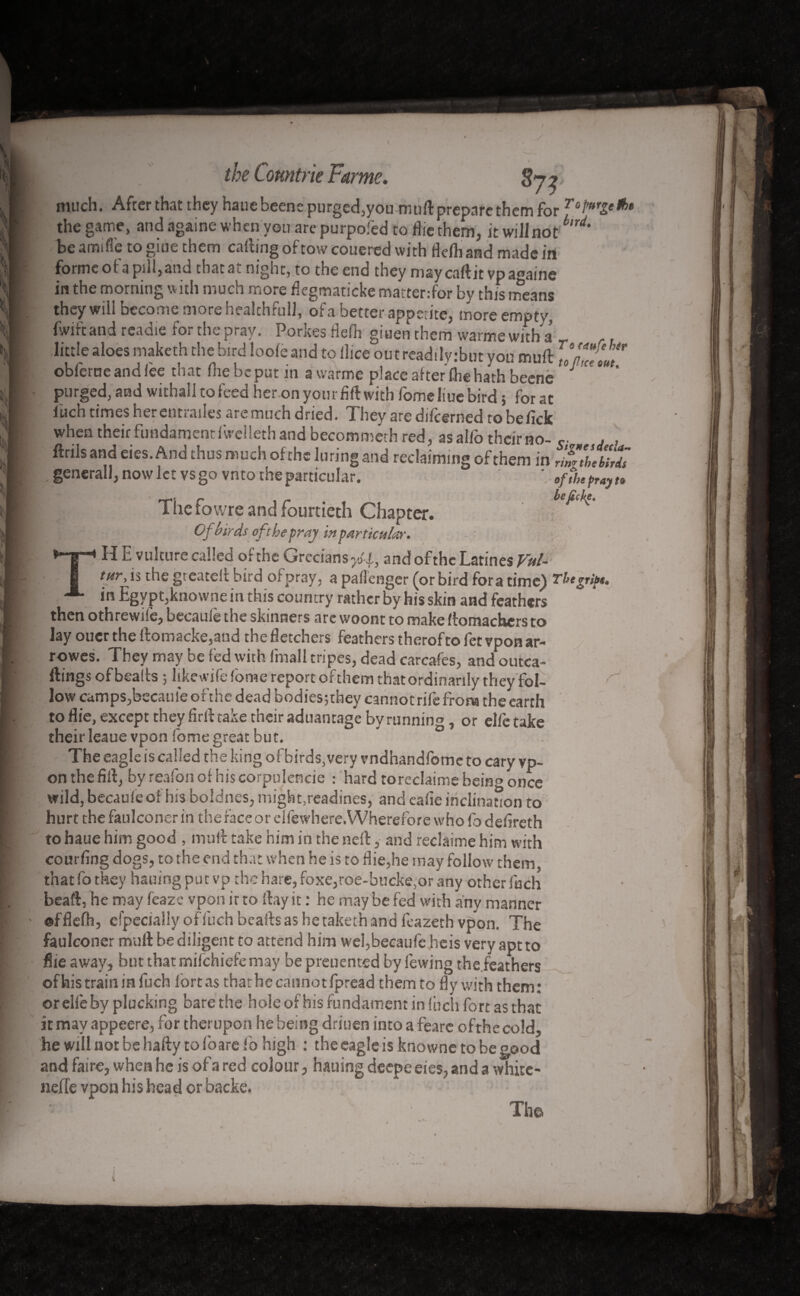 iw V M i w 4 'I the Countyie Farms. s7?; much. After that they hauebeene purged,you mull:preparethem for Tol”*r&'*>t the game, and againe when yon are purpofed to die them, it wiJInotkrd' be arm fie to giue them calling of tow couered with defh and made irt formeofa pill,and thatat night, to the end they may caftitvpagaine in the morning with much more degmaticke matter.-for by this means they will become more healchfull, of a better appetite, more empty, fwiftand readie for the pray. Porkes delh giuen them warme with a little aloes maketh the bird loole and to dice out readilytbut you mull ^ÔpZouT obferne and lee that fhebeput in a warme placealterlhehathbeene °J' purged, and withall to feed her on your fift with fomeliuebird 5 for at Inch times herentrailes are much dried. They are dilcerned to be lick when their fundament fwelleth and becommeth red, asalfo their no- s j , ftrils and eies. Ana thus much of the luring and reclaiming of them in rim the birds , generall, now let vs go vnto the particular. ‘ of the pray t* < l)C The îowre and fourtieth Chapter. Of birds oft he pray in particular. H E vulture called of the Grecians^, and ofthc Latines Vul- tur, is the gteated bird of pray, a pallenger (or bird fora time) The grip*, in Egypt,knowne in this country rather by his skin and feathers then othrewile, becaulè the skinners arc woont to make flomachers to lay ouer the llomacke,and the detchers feathers therofto fet vpon ar- rowes. They may be fed with Email tripes, dead carcafes, and ourca- flings of beads ; ltkewife lome report of them that ordinarily they fol- r, low camps,became ofthe dead bodies-,they cannotrifc from the earth to die, except they firlltake their aduantage by running, or elfe take their leaue vpon fome great but. The eagle is called the king of birds, very vndhandfomc to cary vp¬ on the dd, by reafon of his corpulencie : hard toreclaime being once wildjbecauleof his boldnes, might.readines, anc! cade inclination to hurt the faulconer in the face or elfewhere. Wherefore who lb dedreth to haue him good , mull take him in the ned, and reclâime him with courdng dogs, to the end that when he is to die,he may follow them, that fo they hauingputvp the hare, foxe,roe-bucke,or any other fuch bead, he may feaze vpon it to day it : he may be fed with any manner ofdcfh, efpecially of fuch beads as hetaketh and leazeth vpon. The faulconer mull be diligent to attend him wei,becaufe heis very apt to die away, but that milchiefe may be preuented by fewing the feathers of his train in fuch lort as that he cannot fpread them to dy with them : or elfe by plucking bare the hole of his fundament in Inch fort as that it may appeere, for therupon he being driuen into a feare ofthe cold, hewilluotbehally to lb are lb high : the eagle is knowne to be good and faire, when he is of a red colour, hauing deepe eies, and a whitc- nefle vpon his head or backe. The