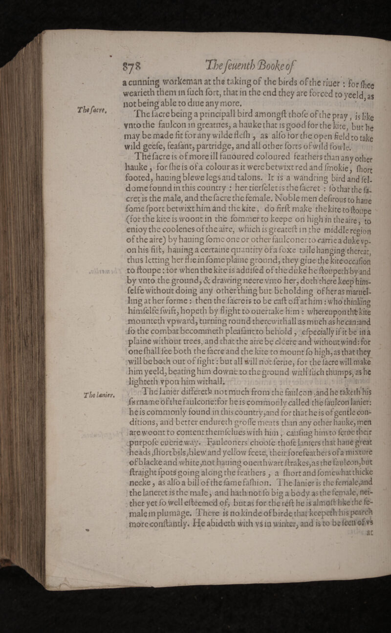 Tbt facre. Tho lanier. Thefeuenth (Books oj- a cunning workeman at the taking of the birds of the met; for (hee wearieth them in fuch fort, that in the end they are forced to yeeld as not being able to diue any more. • 3 The facre being a principall bird amongft thofe of the pray, j5 like vntothe faulcon in grcatnes, a hauke that is good for the kite, but he may be made fit for any wiide flefh , as all'o for the open field to take wild geefe, feafant, partridge, and all other forts of wild fovvle. The facre is of more ill fauoured coloured feathers than any other hauke, for (he is of a colour as it were betwixt red and fmokie, fliort footed, hauingblevve legs and talons. It is a wandring bird and fel- domefound in this country ; hertierfelet is the facret : lothat the la- cret is the male, and the facre the female. Noble men defirous to hane fome fport betwixt him and the.kite, dofirftmake thekitetoftoupe (for the kite is woont in the fommertokeepe on high in theaire, to enioy the coolenes of the aire, which is greateft i n the middle region of the aire) by hauing fome one or other faulconer to oarrie a duke vp- onhis fill, hauing a certaine quantity ofafoxe taile hanging thereat, thus letting her flie in fome plaine ground, they giue the kite occafion to ftoupe : tor when the kite is aduilèd of the d tike he ftoupech by and by vnto the ground, & drawing neere vnto her, doth there keep him- felfe without doing any otherthinghut beholding ofherasmaruel- ling at her forme : then the facreis to be caft offathim : who thinking himl'elfefwiftjhopeth by flight to ouertake him : whereupon tht kite mounteth vpward, turning round therewithal! as much as hecan.-and fb the combat becommeth pleafant to behold, efpecially if it be in a plaine without trees, and that the aire be cleere and without wind : for one (hall lèe both the {acre and the kite to mount fo high,as that they will be both out of light : but all will not ferue, for the làcre will make him yeeld, beating him downeto the ground vvitH fuch thumps, as he lighteth vpon him withall. The lanier diflferetk not much from the faulcon.and he taketli his farname of the faulconerfor he is commonly called the faulcon lanier: he is commonly found in this country,and forthathcisofgentle con¬ ditions, and better endureth groffe meats than any other hauke, men arewoontto content themfelues with him, caufing him to ferue their purpofe euerie way. Faulconers choofe thole Laniers that hane great heads,fhortbi!s,blew and yellow feete, their forefeathersofa mixture of blacke and white,not hauing ouerthwart Jfrakes,as the faulcon,but ftraightfpots going along the feathers , a fhortandfomewhatthicke neeke, as alio a bill of the lamefafliion. The lanier is the female,and the laneret is the male, and hath not lb big a body as the female, nei¬ ther yet fo well efteemed of, but as for the reft he is almoft like the fe¬ male in plumage. There is nokinde ofbirde that keepethhispcarch moreconftantly. He abideth with vs in winter, and is to be leen of vs » m at