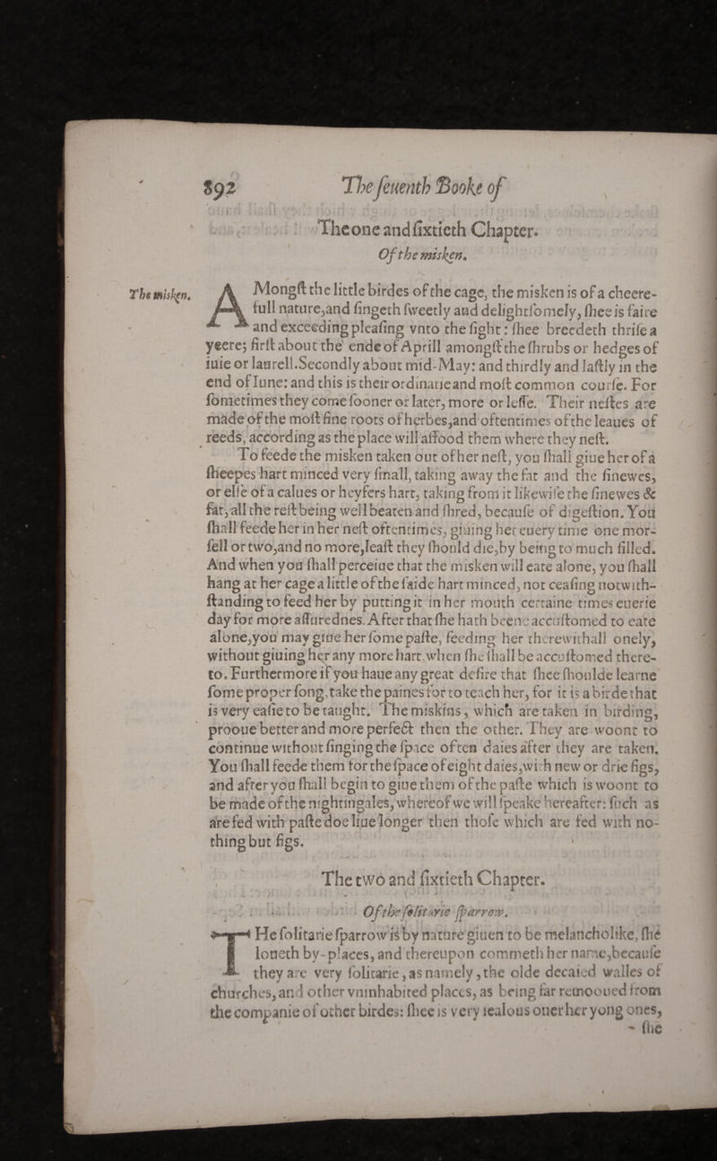 LV / $ 92 Hoefeuenth 'Booh of * I • /' » : 5* . . ï , , #• *' ♦ . « a , The one and fixtieth Chapter. Of the misken• ÎTfce mishçn. Mongft the little birdes of the cage, the misken is of a cheere- hili nature,and fingeth (weedy and delighrlomely, fheeis faire and exceeding pleafing vnto the fight: (hee breedeth thrilea yeerej firlt about the endeof Apr ill amongft the (h rubs or hedges of iuie or laurel!.Secondly about mid-May: and thirdly and laftly in the end ol lune: and this is their ordinaueand molt common coudé. For fbmetimes they come looner or later, more orleffe. Their neftes are made of the moftfine roots of herbes,and oftentimes ofthe leaues of reeds, according as the place will afFood them where they neft. To feede the misken taken out of her neft, you (hall giue her of a fiieepes hart minced very (mail, taking away the fat and the finewes, or elle of a calues or heyfers hart, taking from it likewife the finewes Sc fat, all the red being well beaten and fhred , becaule of digeftion. Yon (hall feede her m her neft oftentimes, gluing her euery time one mor- feilortwo,andno more,leaft they (hould die,by being to much filled. And when you (hall perceiue that the misken will eate alone, you (hall hang at her cagea little ofthe (aide hart minced, not ceafing notwith- ftanding to feed her by putting it in her mouth certaine times euerie day for more afliirednes. After that (he hath beeneaccuftomed to eate alone,you maygiueherfbmepafte, feeding her therewithal! onely, without giuing her any more hart when (he (hall be accuftomed there¬ to. Furthermore if yotrhaue any great defire that fheefhoulde learne fome proper long, take the paines for to teach her, for it is a birde that is very eafie to be taught. Themlskins, which are taken in birding, prooue better and more perfeéf then the other. They are woonr to continue without finging the (pace often daies after they are taken. You (hall feede them tor the fpace of eight daies,wi h new or driefigs, and afrer you (hall begin to giue them ofthe pafte which iswoont to be made ofthe nightingales, whereof we will fpeake hereafter: (nch as are fed with pafte doe Hue longer then thole which are fed with no- thingbutfigs. The two and iixtieth Chapter. • i '• ■ r ~ ■ i ii - . (C.'Si J , •• » } • 1 • ■*“ Ofthefelitme farrow. Hefolitariefparrow is by nature giuen to be melancholike, fhc loneth by-places, andf hereupon commetli her name,becaule they are very folitarie, as namely, the olde dec a led wallesof churches,an 1 othervmnhabired places, as being (ar reinooued from the companie of other birdes: fiiee is very îealous ouer hcr y oiig ones, - (lie ry ■ V *