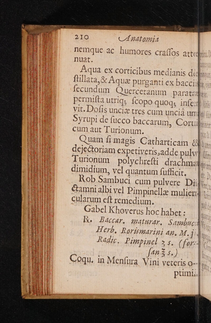 ATO permifta utriq; fcopo quoq; infe) vit. Dofis unciz tres cum unciá ur kii () Syrupi de fucco baccarum, Corus; cum aut Turionum. | Quam fi magis Catharticam &amp;].. dejectoriam expetiveris,adde pulv] jj. luronum polychrefti drachma inn dimidium, vel quantum fufficit. Rob Sambuci cum pulvere Diijy. cularum eft remedium. Gabel Khoverus hoc habet : Herb. Rorimarimi Ap, M. j4 Radic. Pimpinel » s. (feor- fan3 5.) Coqu. in Menfüra Vini veteris 0-[n ptunt..|