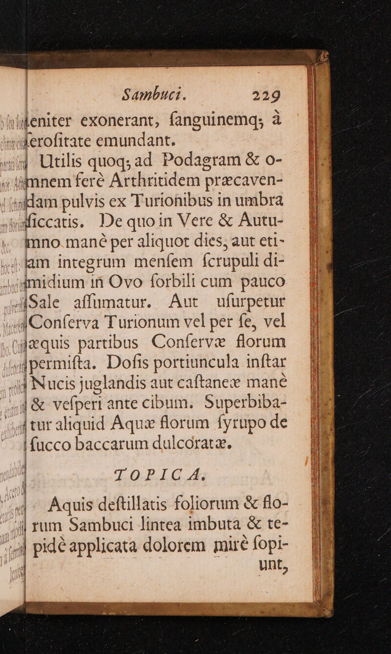 iileniter exonerant, fanguinemq; à imiderofitate emundant. «ij Utilis quoqsad Podagram &amp; o- « limnem feré Arthritidem przcaven- !tisdam pulvis ex Turionibus in umbra sWaficcatis. Je quoin Vere &amp; Autu- imno.mané per aliquot dies, aut eti- .jlam integrum menfem fcrupuli di- A imidium 16 Ovo forbili cum pauco 4iSale affumatur. Aut ufurpetur ,^AMConferva Turionum vel per fe, vel nijaequis partibus. Conferve florum 4 dpermifta. Dofis portiuncula inftar id Nucis juglandis aut caftanex mané «4 &amp; vefperi ante cibum. Superbiba- ji tur aliquid Aquz florum fyrupo de ^. [fucco baccarum dulcoratz. | TOPIC A. 4 Aquis deftillatis foliorum &amp; flo- 4| rum Sambuci lintea imbuta &amp; te- | pidé applicata dolorem mire fopi- | Unt, Ii 1d , l fint » d