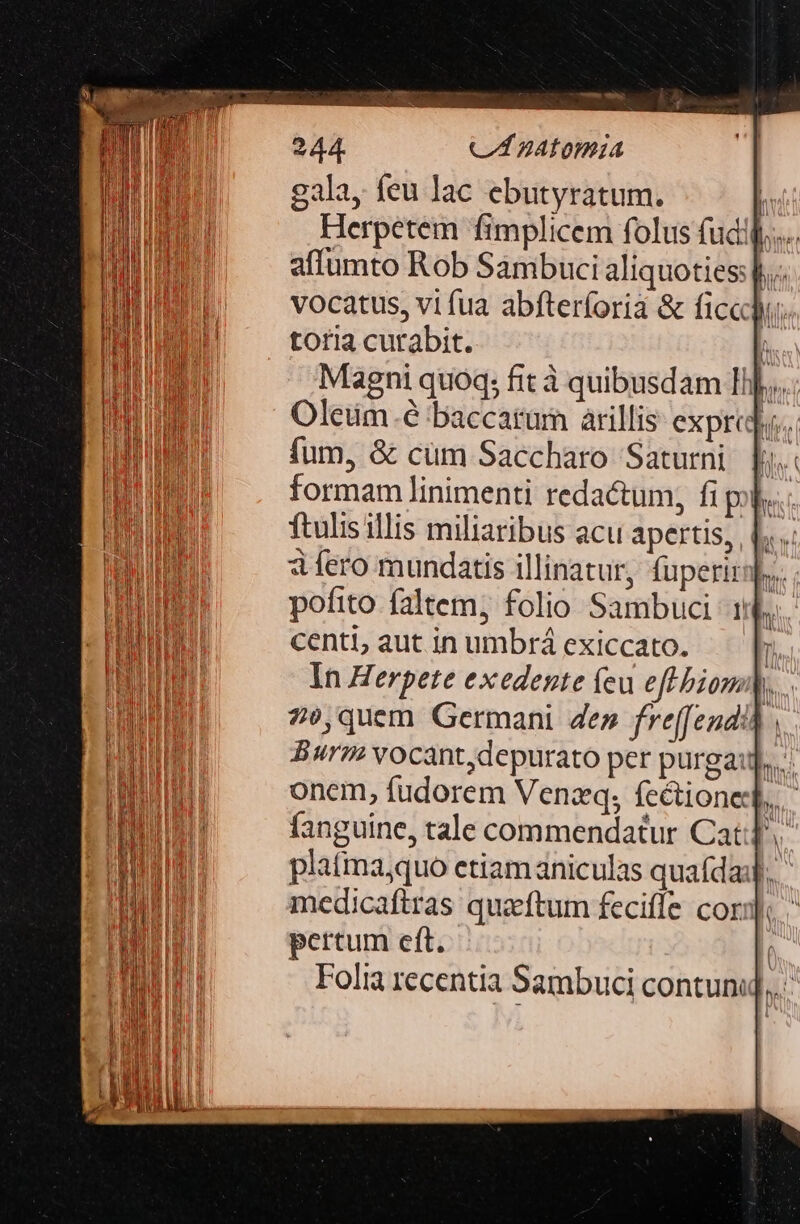 Mem ASA Cl BATOWHIA gala, feu lac ebutyratum. | Herpetem fimplicem folus fudi] affumto Rob Sambuci aliquoties: |... vocatus, vi fua abfterforia &amp; fice. toria cutabit. h | Magni quoq; fit à quibusdam Ilj.,.... oid Oleum.é baccarum àrillis expres. WE fum, &amp; cüm Saccharo Saturni [i FER UO formam linimenti redactum, fi pl... PE ftulis illis miliaribus acu apertis, L....: ME — dfíero mundatis illinatur, fuperir]... TRUE pofito faltem, folio Sambuci 1... PEUPHIE centi, aut inumbrá exiccato. — |; BON | In Herpete exedente feu eff biom bs mnl 7)s,quem Germani 4e» fre(fendi&amp; , Ed Burm vocant,depurato per purgaij..... ABA Omm fanguine, tale commendatur Cat]. platmaquo etiamaniculas quafda:].. medicaftras quzftum feciffe cor: pertum eft. | . Folia recentia Sambuci contuni],,
