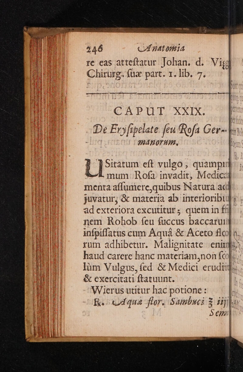 —— Ada CAPUT XXX P D Ery[ipelate. feu Rofa Ger-- : M gABOP HIM, pres eft vulgo, quamp: mum ;Rofa. invadit, Medic: menta affumcre,quibus Natura ac juvatur; &amp; materia ab interioribul: ad exteriora excutitur; quemin fif nem Rohob feu fuccus baccarut infpiffatus cum Áquá &amp; Aceto flc lüm Vulgus, fed &amp; Medici erudiq.. &amp; exercitati ftatuunt. Wierus utitur hac potione : ke ud qua flor. S ABIDuCI