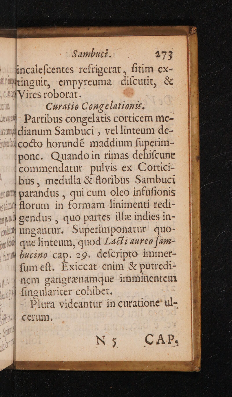 incalefcentes refrigerat, fitim ex- !inguit, empyreuma difcutit, &amp; qp Vires roborat. Curatio Congelationts. (l Partibus congelatis corticem me- u4dianum Sambuci , vellinteum de- 1:54cocto horundé maddium fuperim- |pone. Quandoin rimas dehifcunt |commendatut pulvis ex Cortici- |bus, medulla &amp; floribus Sambuci (14 parandus , qui cum oleo infufionis Amd florum in formam linimenti redi- 4») gendus , quo partes illze indies in- wi ungantur. Superimponatur quo- «til que liateum, quod L4dfz aureo [am- ql bucino cap. 29. deícripto 1mmer- | fum eft. Exiccat enim &amp; putredi- nem gangrenamque imminentem fingulariter cohibet. Plura videantur in curatione ul- 4i] .cerum. CAP.