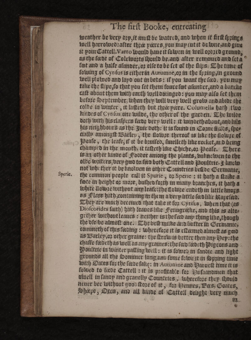 ^ JEUf The firft Booke, entreating focatfeer befierp o?p3it mufibe S»atrc63 anD tofeon it firff fpjings iodl harrofoed: after three pcercs^pci! map cut it dctoncjandgme it pourCattcfl.Varrofoould hauettfoUicn in fiteli orfcrcd ground, asthefebeof Colcfoorts fl)ould be,and after renuouedanofeta ‘ fat and a hatfe afunder, c? eife to be fet of tfje flips SL ht time of fotuing of Cytifus iseitijerm Autumne, or in tfee fprmg,tii ground toell plotoed and lapd out in beds: ifpou toanttljefeo, poumap take the flspe3fo tfjat peu fet them fourefot afundcr3and a banefte tail about them toftfe earth toelldounged: pou map alfo fet them before September, toijen tijtp Uiill berp foeU grofu and abide the eolbe in foiitter 3 it laffetb but three pcere. Columella bait) ttuo lunbcs ofCytiius one Mde, the other of the garden. Chefmioe bothtoitft hiselafpers fede toerp tueli: it U)inoefftabout3anb Ms his neighbours as the 3luie Doth • it is found in £omt &dM, (pc* ciaflp amongff JlSarlep 3 the floUye thereof is liftc the flotere of. peafe, the leafe3 if it be bruifcd3 fmeUcth lifter oefecf3ai;d being champed in the mouth* it tatteth lifee Cftiche,or peafe. Kiftre is an other ftinde of ifodder among the plants, tonfenctoen to the else mnterSjticrp goo tafeed both Cattelland poultries ftnoto not tofu tfecr it be fenotoen in other Countries befiidc Ccrmanie, %rie* the common people call it Spurie 3 or Spcne : it hath a ftalfte a fate fn height or more, bulftca forth in manp bzamhes, it hath a ■ tohite flotoJeUnthout anp leafc:thefloU>^e endeth in little ftnops, as iFlare hath^ontainingm them aberp little fedlifte Mapefeb. SDhep are much secerned that tafee.it ft# cytifus, toftentftat(as Diofcorides faith) hath Ibauesltfte jf enugteefte, and this is alfe* gether imthoutleaucs: neither tsthefeed anp thinglifte3though thebfe be almofl one. 2Ehe beft nuifte and butter in Ccrmanicj eommefh of this fading: Udjetcfore it is efifemed almoft as geod as U5arlep,c? other graine: tfeefirstu is better then anp ^epitfee eftaffe feoetbas toell as anp gralnesithe fed fedeth pigeons and ■>, pdulfrie fn tointer paflinglncU: it is foboed in fandte and light grounds all the Nominer long,ans fome fcfne it m Spring time toiii) Oates for the febe false; in Autumncand ^atutft time ft is folded to fede Caftell: it is profitable for feufoanomcn that OtoeU in fanop and granellp Countries, tuherefore thep ifeoula neuer bee Without good tore of it, for Rennes, SFces, Coates, §>hcepe3 Cpaij and ail ftmde of CattcU delight berp much ; ' % i
