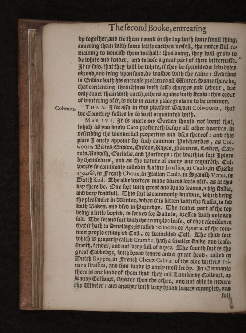 ftp together,anD tie them round In tfje toptulth feme final! fhfng, couermg them foith force little earthen ftcCell, the rentes (till xt* matnmg to nouctlft them toitfjall: thus doing, thep Unit grotu to be tofifte atio fender, and to lofc a great part of their bit ferneflfe* * Sit is fald,thatthep totU be tofjite, tf befp?infc!cda feto dales abioao3anD Iping ftponfand,be tnalbed truth tfte raine: 0nd thus is Cndtue tiuthhfs encreafe pietaed all mintet&ome there fee, that contenting ihcmfelnes Initft JcITe charges and labour, doe oalpeouer them tenth eart^otfte rs againe Uiltb tratej: this o?der of Wintering of It, is nolo In cuerp place grotewe to he common. Coiworw. t h r. a. 3? fee alfo in this pieafant Carden Colwoorts, that foeCounfrep folfecs be fo loell acquainted tenth. M a r i v s. 3Jt is nwte mp (harden Ibould not loanf that, tnhfth as pou fenote) Cato p?cferreth before all other hearbes, In defcrlblng ffje tuonecrfull properties and ftfes thereof: ant) tins place 3 onelp appoint fo? fuch common pobbearbes, as Col¬ woorts Bates,©nsfoe,£mtons,&apes,$aacnes, iiatees, Car, rets,li:aodilb, Catltcbe,and parfneps: tije teJo?thler fo?t 3 place bpthemfelues, and as the nature of eucrp one requirklj, Col* toasts te commonlp called In itaflne braffica,o? Cau!is,in <0?afee in Sf rcnch choux,In Italian Caulc, in gtpanilft verza, in 2)utch Koil. SCfte olde tmlfcrs maoe d lucre fo?te of If, as at this Dap tfjere be* £>ne fo?f lutth greatand b?oao leaues,a big ttalhe. and teerp frultfull. Cfele fo?t is commonlp hnoteme, k»hich being thepleafanfer In Winter, toften It is bitten tenththe froffs is fob foith Bafcen, and tefed In J0o?redge. SEfee tender part oftbe top being a little bopled, is ferued fo? Pallets, o?cffco tenth ouie ano fait. SDhc fecond fo?tUJiththecrumpledleafe, oftberefemblance ttJStlt y3t^ to &tttciI(S3fc5f0 calico s€' inocis oj Apiana, of tbc coni# niort people trumped Coll, o? Imlnchled Coll. Woe third fo?t fuhlch is p?operlp called Cram be, hath a fmaller £ta!be and leafe, fender, ana not teerp full of tupce. 2Ebe fourth fo?t is the great Cabbedge, tenth b?oao leaues and a great head, called In SDufeh Rappes, m French cheuz Cabuz, of the oldc tejiifcrs Tri- tiana Brailica, and this hinde Is onelpinoftfetbp. 3n Ccrmanie gcreis one hlndeof them that thep call illumbar&p Coll»o?t, o? w ^cn °^ec> and not able to endure #he Winter .* and another tenth teerp b?oad leaues crumpled, and ' .:'