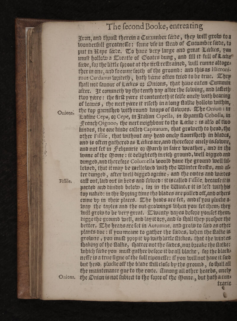 Onions» Effile. Onions. The fecond Booke, entreating 3[ron, ano thrift ff)crcttt a Cucumber feeDf , ttycy toil! groin toa loonDtrfiill grcatncffc: feme bfe m Ifeao of Cucumber feeoc, to put in Hapc fecDc. Co bane bcrp large and great IL&kts, P®w muft fjollctoa SDteatle of Coates Dung, and fill it full offtake? fcbe, fo? the little fp?outatthefirftrcftrameD, toill rumte altoge* ttyt in one, ano fo comefs?tb of ti)t grounD: anD tfjio as Hieroni- mus Cardanus tejitetl), becne often tries to be true» fijall not fanout offtakes o? Unions, that tyauc eaten Cummin after. 3Et commcth bp thetenth Dap after the fofeiug, anD laftetb ffeppcerc: thefirftpeere itcontentcth If felfe onelp feith bearing of leaues, the nerf pare if rtfetfj in a long ftallse ijoUotia feithin, thetopgarmibcDfeithrounD Isnopsofflofe?es« CheOnion:in Ratine Ccpa, o?cepe, in Italian Cipella, in ^>pantPj Gebojk, in Jfrendj Oignon3 tty next neighbour to tfje Hafee ♦ isalfo of (bus UinDes, the one bhiDc calleo Capitatum, that gcafecth to hcaD,fhe other Fiffilc, that Imtfjout anp heao onelp flourilbeth in blaocs, anD is often gathcreo as I.defies ate,ano therefore onelp i&fotonc, ano not fet in Jr equarie oz (parch in fairs leather, anD in the feane of the Sane: itoeligfjtefhinricb grounD ,feell DiggeD ano 5ungeD,anD therefore Columella feoulD hous tty grounD feeil fab lotoeD- that if map bemellcfecD feith the Mutter frofte, ano aft ter DungeD, after feeil DiggeD agaiite ? anD the rates anD fences cat cuf,latD out in bets anD fefecD: it is calleo Fiffilc, becaufcifis parteD anD DiuiDeD bclcfe, to? in the Minta if is left feiihbis fop nafccD: m the Spring time the blaDes arc pulIcD cft,anD others come bp in their places. Che heabs are fet, anD if pou pluctie a- feap the taples anD the outgrofeings feljen pou fet them? thep fell! pot» to be bcrp great. Cfemtp Dares before pou fcfthemj Digge the grounD fed!, anD lap it o?p, anD Co (hall then profpet the better» Che heaDS are fet in Autumne, anD grain fo fees as other plants Doc: if pou meane to gather the fdeocs,fehcn theftaihe is grefene, pou muft prop it bpfeith littlefilches? that the feintes fiiahmg of the (falls e, feaft er not the fdeDcs,no? feealse tlje ftatfcet fehtch fees c pou mull gather before it be all blame, fe? the black* ne!Tc is a true figne of the full rtpeneffe: if pou feillnot hauc It feeD but heaD) ptudseofF the blaoc Mlclofebp the grounD, fo (hallall the maintenance goeto the rate, ffmong another hearbs, onelp t!;e £>mon is not fubicft fo the force of tty ^©ne., but hath a com trade % ■'