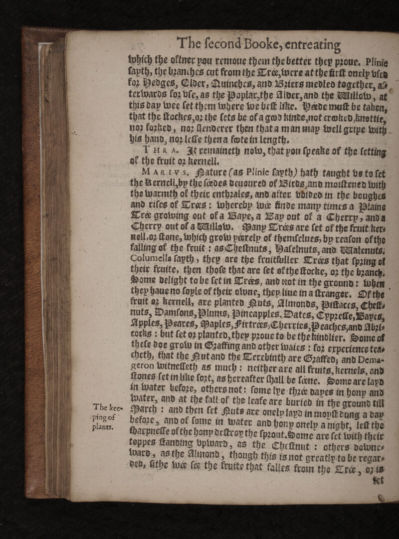 ; The fecond Booke, entreating ttje offnee putt rernoue them the better tljcv p?oue, Plinie faptl), theb?ambcs cut from the Crde,focre at thefirft onclpbfo fo^ hedges, €lDcr, ©uine&fS, atio 13?iers meDleo together, af* terfoards fo?bfe,as thepoplar,the0loer,ano the tSTOofo, at tljis Dap tore fet them fobere foe belt ii&e. f£deOemult be taken, tijat the ttockcs,Q? tfjc fets be of a god Me,not crasluD^notfie, no? fo?&ed, no? flenoerer ttjen that a man map foell gripe foifo - b& hano, no? leffe then a faste in length* Thu. 3i t remainctb nofo, tbatpoti fpcabe of the feffing of the fruit o? bernell. The kee* ping of ' plants. M a a i v s. Mature (as Plinie fapfhj hath taught bs to fef the ISernelijbp the fceoee Deuoured of Bicos^no motfteneo foitb thsfoacmfb of their enth?ales, ano after bbtdco m the bcughes ano rifes of SCroes: fojjcrebp fode finde manp turns a plaino SDrde groining out of a Bape, a Bap out of a Chcrru, anda Ch crrp out of a MiUofo. spanp SCrdee are fef of the fruit fee* well.o? ftone,fol)tch grofo pderelp of themfclues, bp reafon oftfje falling of the fruit; asCbeffnuts, Tf^afdnufs, ano SCJalcnuts* Columella fapth, tfjcp are the fruitfuller Cross that fp?fng of fbeir feutfe, then tbofe that are fef oftheftoebe, o? the b?anc&. ^ome delight to be fet in Cross, ano not itr the ground: fobeti thep bane no fople of their ofone, then liue in a ftranger. j©f the ’ 6*oif o? bernell, are planted j£ufs, Almonds, Biffaccs, €W* nuts, sDamfons, plums, pineapples, Bates, Cpp?dTe,S5apcs. Apples, peaces, ^aplcsJfirtrdeS;Cl)erric03peacljes.anO mi* cot^s: but fet o? planted, fbepp?oue to betbebindlier» Lottie of tjefe Doe grofo in Cuffing ana other foaies: fo? erpeciencc tea# eheth, that the $utand the Brrebtnfb arc faffed: and Dema* mucl;; are all fruits, bernels, and ttones fet mlibe fo?f, as hereafter (ball be fane. £>ome arc taro ot^otl r°mcto*Dapes in honp and foafer, ano at the fall of the leafe are buried in the ground till #arch i and then fef $ute are onelplapD in moult Dung a Dap SnJir?nf?h ?mc «*** DDD&orcponclp a tttgfir, Jeff the 52^ *«? ***«* ft* (pmt&ome are fef foifh their SL ^mibpU,fD\as ft* : others Dofonc* h J ?*”2*^ l fhotigh this is not greaflp to be regard ^ * ®ft* ^ the fnufe that falics from the Crde, o? is / Jet