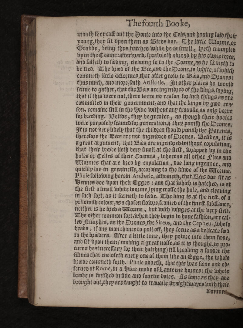 The fourth Booke mouth thep caff out the Iconic info fyt Cels,and hatting la fo thtfo poung,fbep St bpon them as Birds doc. SLhe littleMto?meso? €>rubbe, feting thus ijatcfjco M)ik ty$ is fmall, lyetlj mtpipla tjpm fheCoame:afteri»ard, fp?atu!eth ab?oaD bp his okme fozee ana falleth to fading, cleaning fo to the Coame5as be fameth to be tied. Cl)e b?®D of the Ba,anD tfjeH>?one,is kljitc^ofU^tctt canmctl) little ®o?mcs,that after groin to Bas,and JD?ones: thus much, ana mo?c,faith AriPtoele, 3Jn other places he wealo fame to gather, that the Bas are ingend?ea of the bings/aping. that if ftps lucre not,there In ere no reafon fo? fucb things as are committed in their goucrnment,and tfjat the bings bp goo tea* fon, rematne Sill in the^iue tmtfjoutanr tmmile^s snip be?ne fo? b?admg. Befide, thep be greater , as though rijeir bodies lucre parpofelp framed fo? generation,! fhep pumfij tl;e 2D?ones. Bit is notberp l&elp that the child?en Should ptmiS? the parents, ffjerefo?e tfje Baa arc not ingertd?ed of E>?ones. Beffdes, tfts a great argument, that Bees areingeno?ed lnitbout copulation that their b?ooe Seth berp fmall at t|e firff, Snapped bp m the boles o? Celles of their Coamcs , bob^reas all other if lies and Wo?mcs that arc b?ca bp copulation, doe longtngenoer, sno qtticbip lap in greatneffe, according to the Sinde of the Wlo?me- Plinicfollofeing herein Anllotle, affirmeth, that Bas doe St as • Rennes Doe bpon tfjcir CDgges: and that tohirh is batched, is at the Sift a fmall fohife too?me5lpingcroffcthe hole, and cleamng in fuch fo?f, as it feemeth to fade. SCfjc Sing is at the firtf, of a pcllolmflj colour,as a chofen floto?e,framed of the emit fubSance neither is he b?ed a Wo?me, but loith tuinges at the berp firs! SChe other common fo?t,l»hen thep begin to hauefalbi0H,arrcal* led #tmphes, as the 2D?oncs,the Sireus, and the Ccphcus,U)hofe beads, if anp man chance to pull off, thep ferue as a delicate fed fo the b?adcrs. 0fter a little time, thep potn?c info them fode, and fit bpon them (malting a great tioife,as it is thoughts mo* curea heatneceffarp fo? their hatching)fill b?ea&mg a funder the SUncs that cnclofcth euerp one of them like an cfcggc, the Inhofe b?©de commefh fo?th. Plinie addefh, that this luas fane and ob* ferued at Rome, in a l^iue made ofllanferne ho?nes: the inhale h;mu is finffijeo in Sue and fourtt'e dates, 3s fame as tbco are