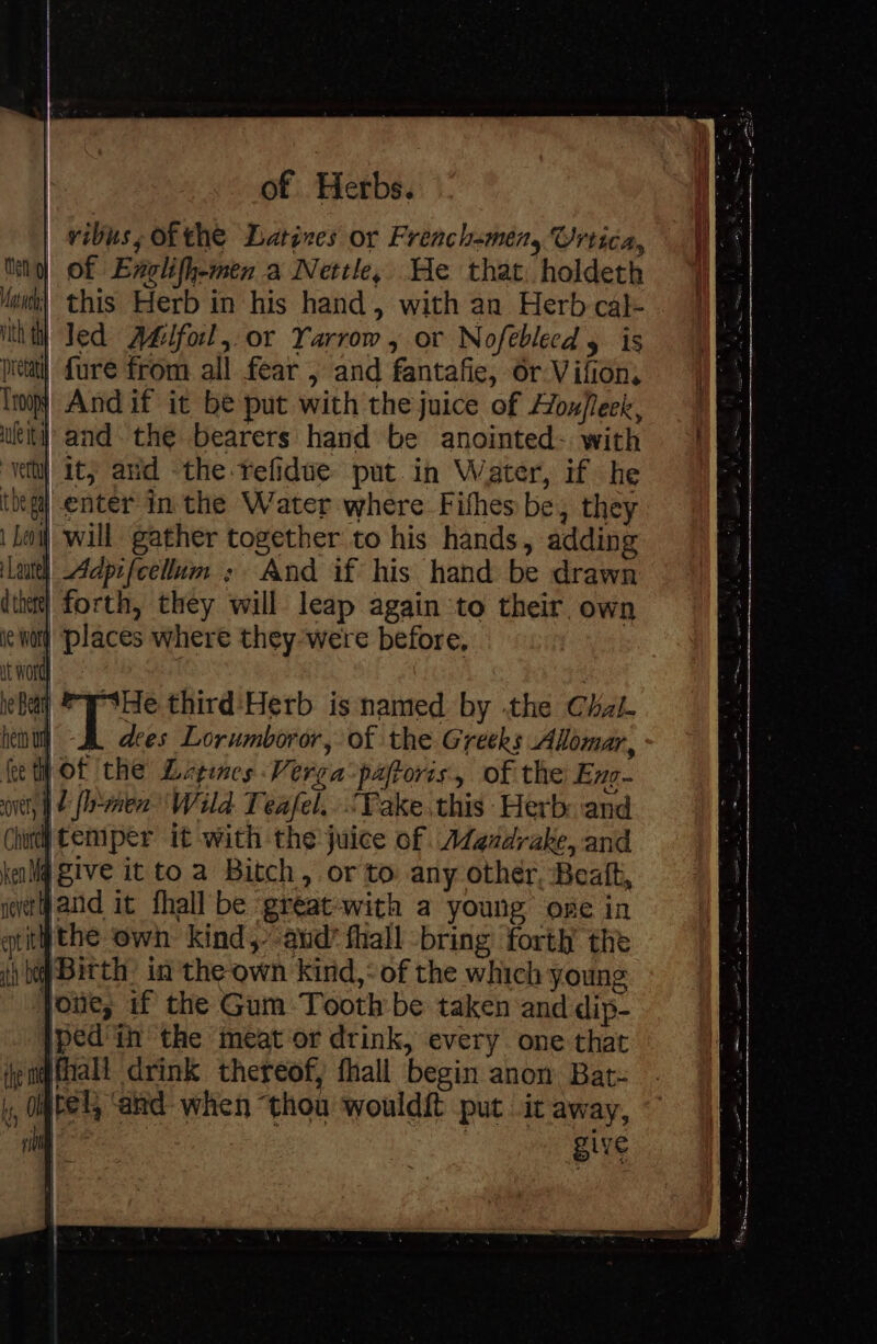 | vibus, of the Latines or Frenchemen, Utica, tito) Of Englifh-men a Nettle, He that, holdeth Monn} this Herb in his hand, with an Herb cal- ithih| led Adifol, or Yarrow, or Nofeblecd y is pretat} {ure from all fear , and fantafie, 6r Villon, Troy’ And if it be put with the juice of Hox/feek, uit) and. the bearers hand be anointed- with ‘Yett] ity arid the refidue put. in Water, if he theg] enter in the Water where Fithes be, they | Lo) will gather together to his hands, adding Leute Adpifcellum ; And if his hand be drawn dthet} forth, they will leap again to their. own ie wot) Places where they’were before, it word he Bed § iy third'Herb is named by .the Chzi- het A des Lorumboror, of the Greeks Alomar, fet) of the Lipines Verga-paftoris, of the Enz- pet, | fh-men Wild. Teafel,.“Take this Herb: ‘and Chute temper it with the juice of Atezdrake, and keillq give it to a Bitch, or to any othér, Bealt, never and it fhall be great-with a young ose in gtitthe own kind,--aud’ fhall bring forth’ the ih be Birth. in the own kind,: of the which young joue, if the Gum Tooth be taken and dip- ped’ in the meat or drink, every. one that emp fall drink thereof, fhall begin anon Bat- i, Otel, ‘and: when “thou wouldft put it away, in give —= |